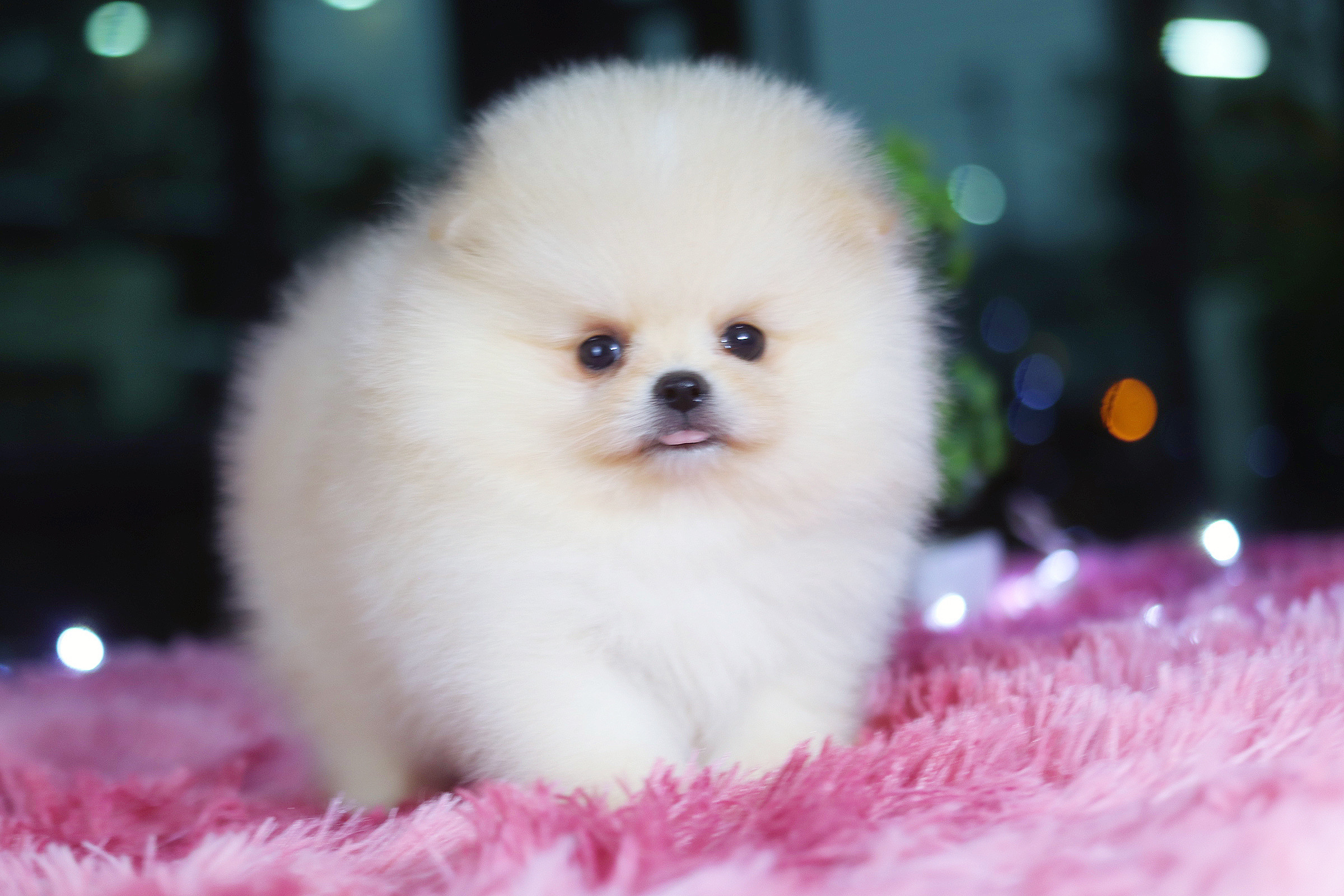 ปอมเมอเรเนียน เพศเมีย สีขาวครีมเกรดโชว์