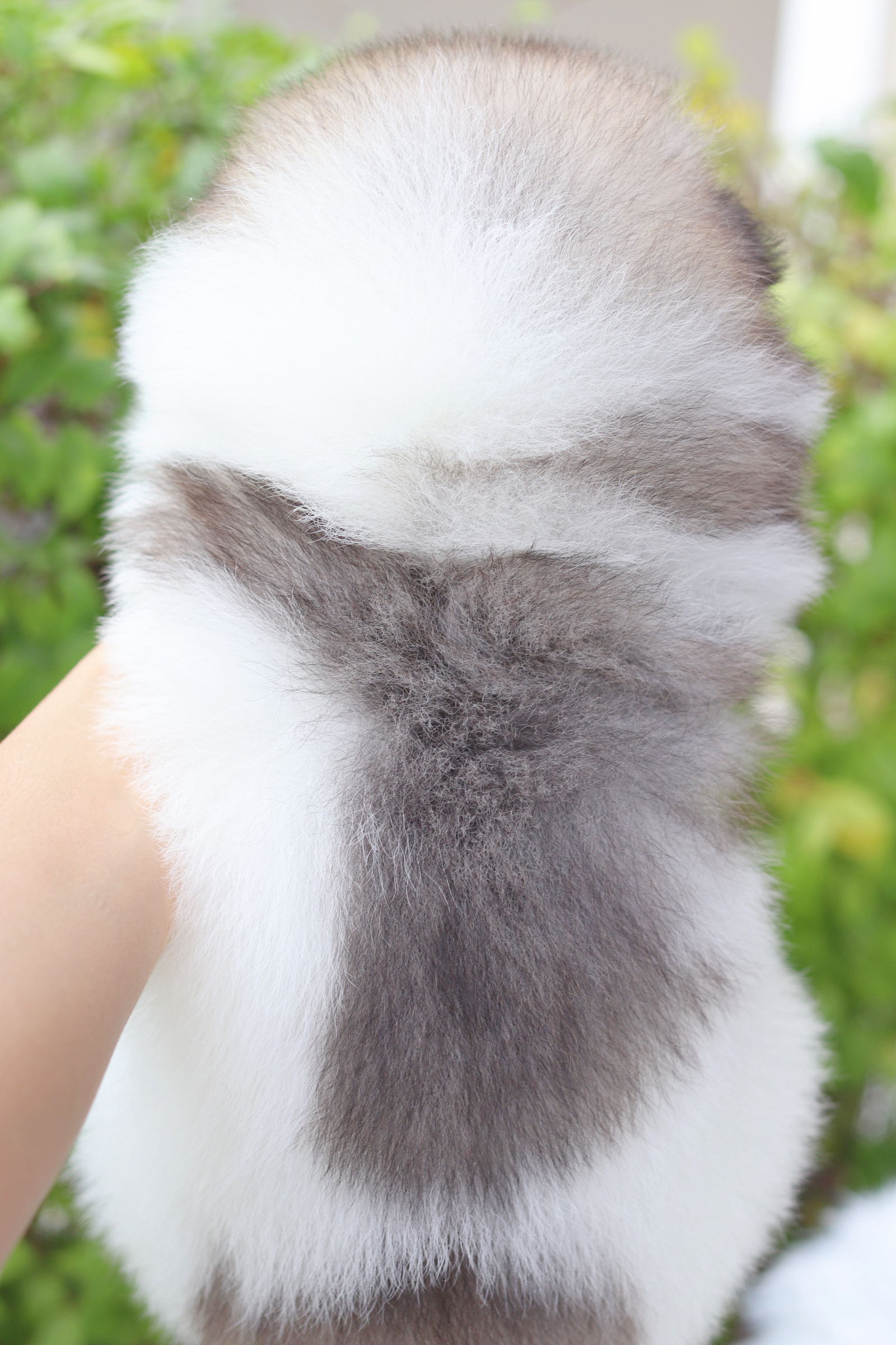 ปอมเมอเรเนียน เพศผู้สีแฟนซี