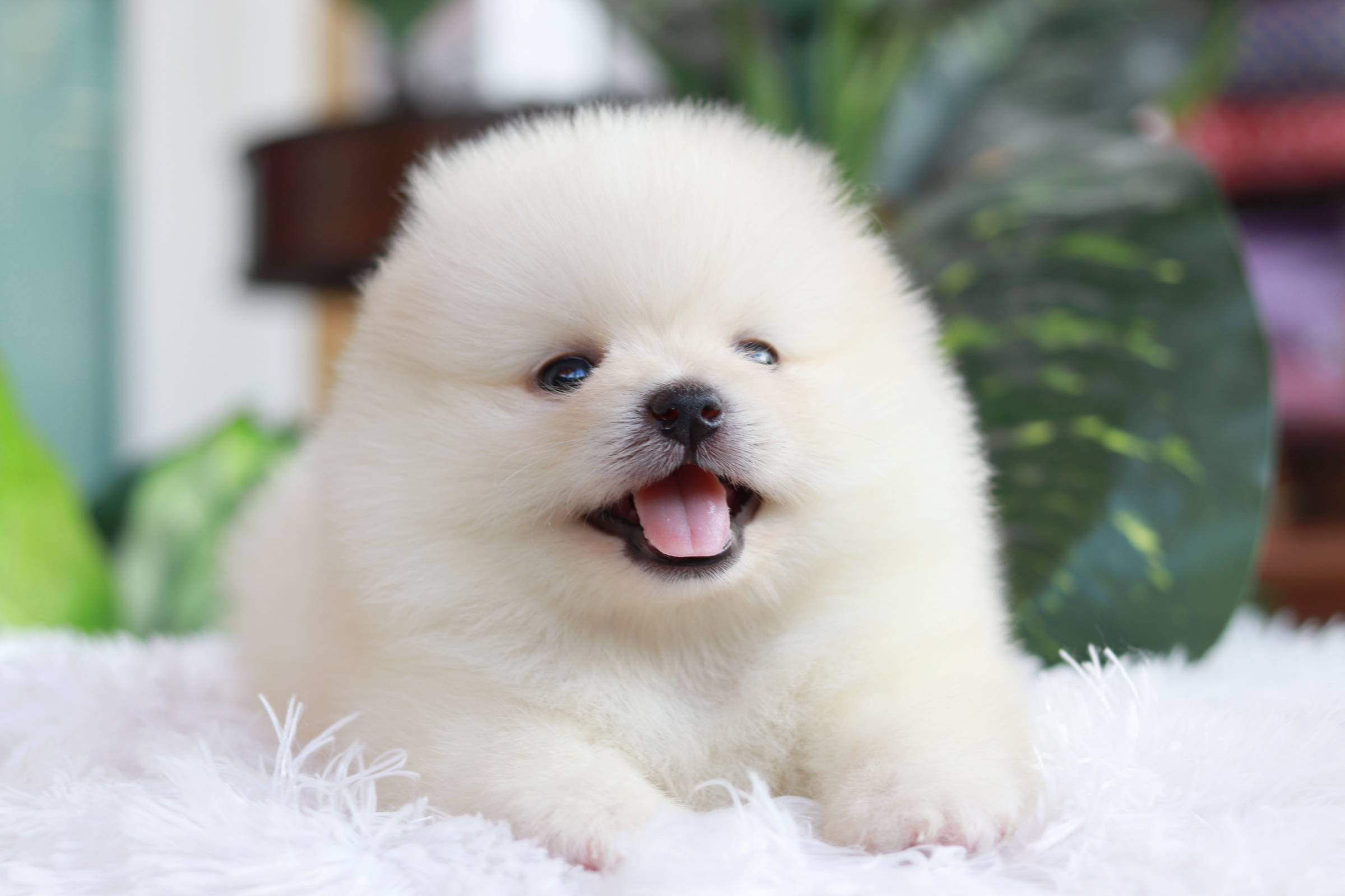 ปอมเมอเรเนียน เพศผู้ สีขาว