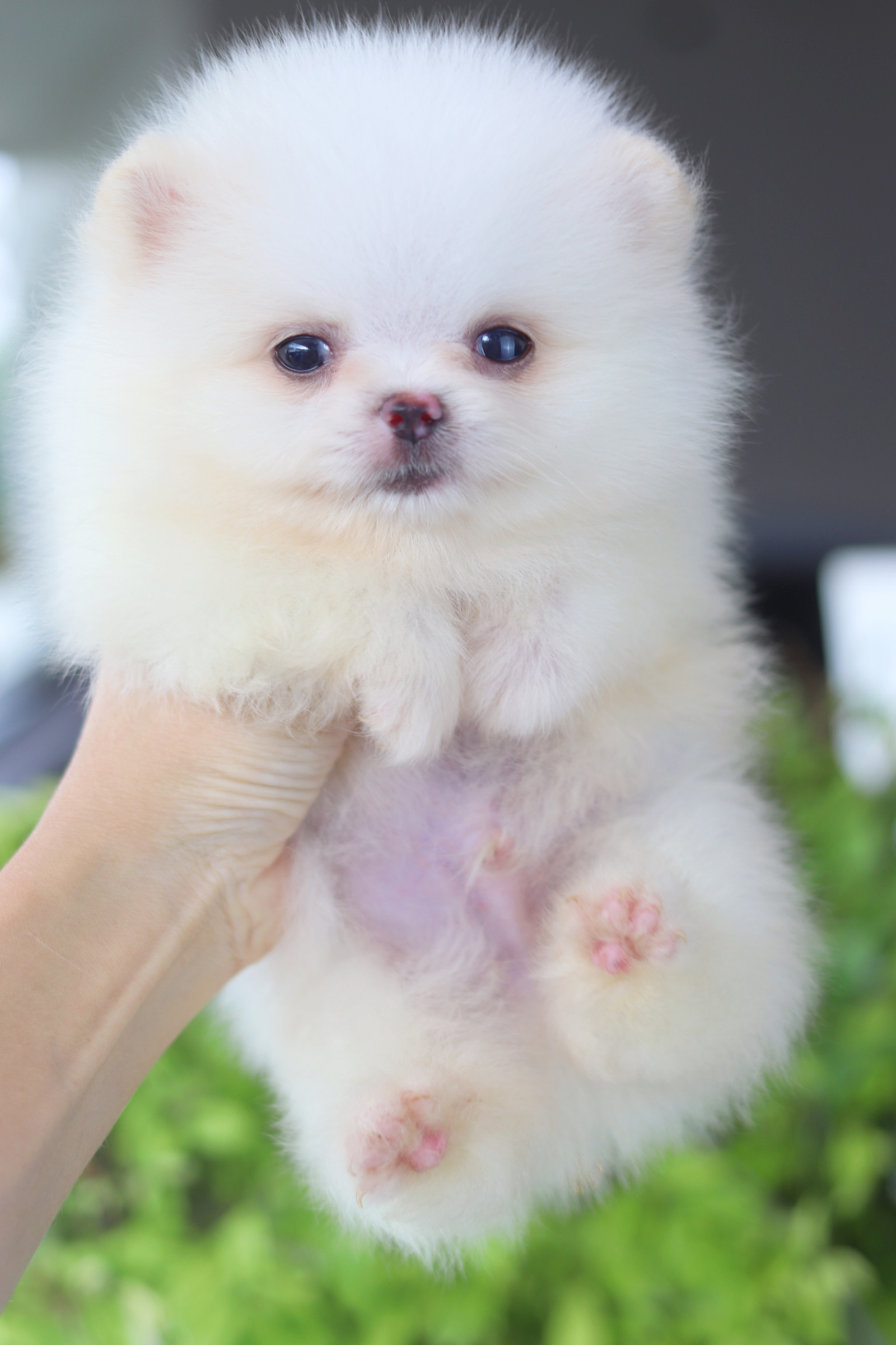 ปอมเมอเรเนียน เพศผู้สีขาวครีม