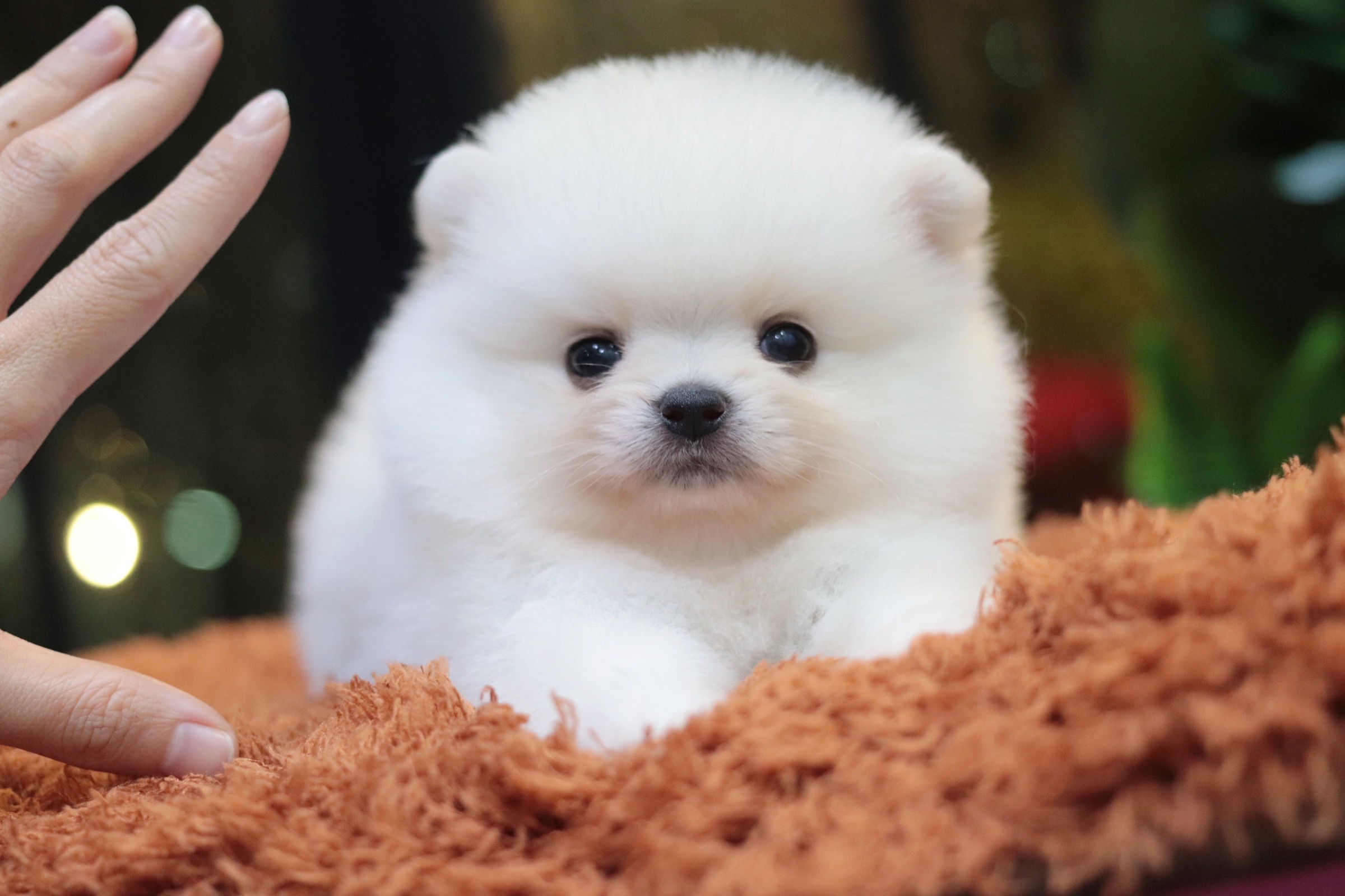 ปอมเมอเรเนียน เพศผู้ ทีคัพ สีขาวครีม