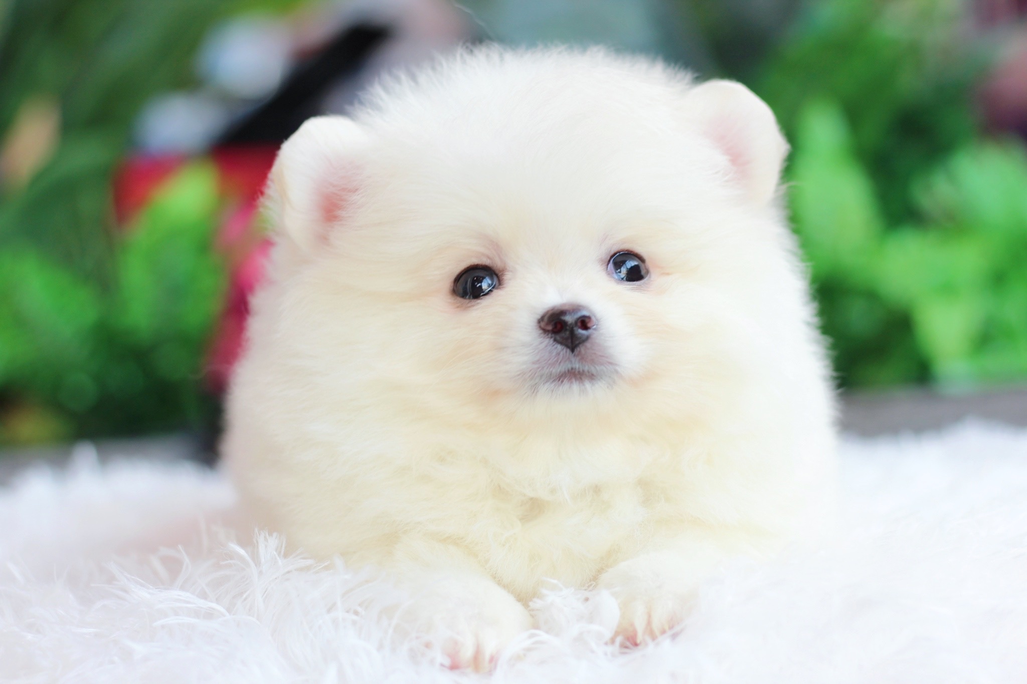 ปอมเมอเรเนียน เพศผู้สีขาวครีม