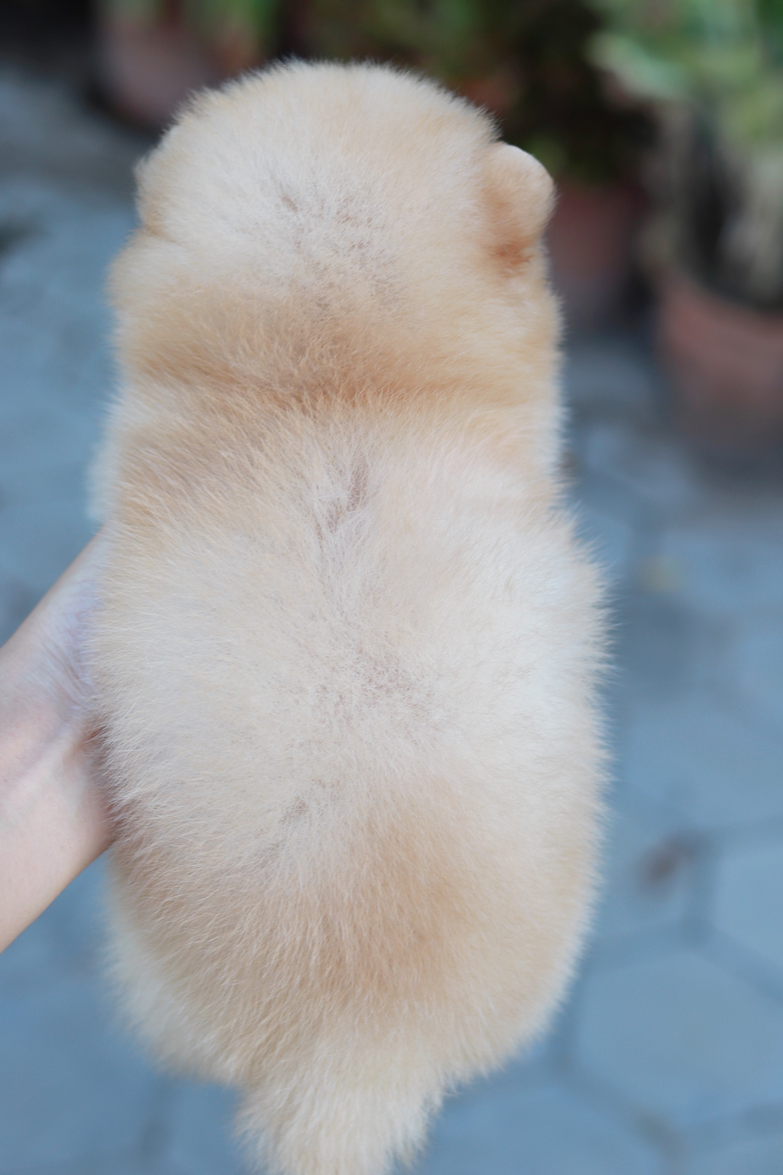 ปอมเมอเรเนียน เพศผู้ ครีม