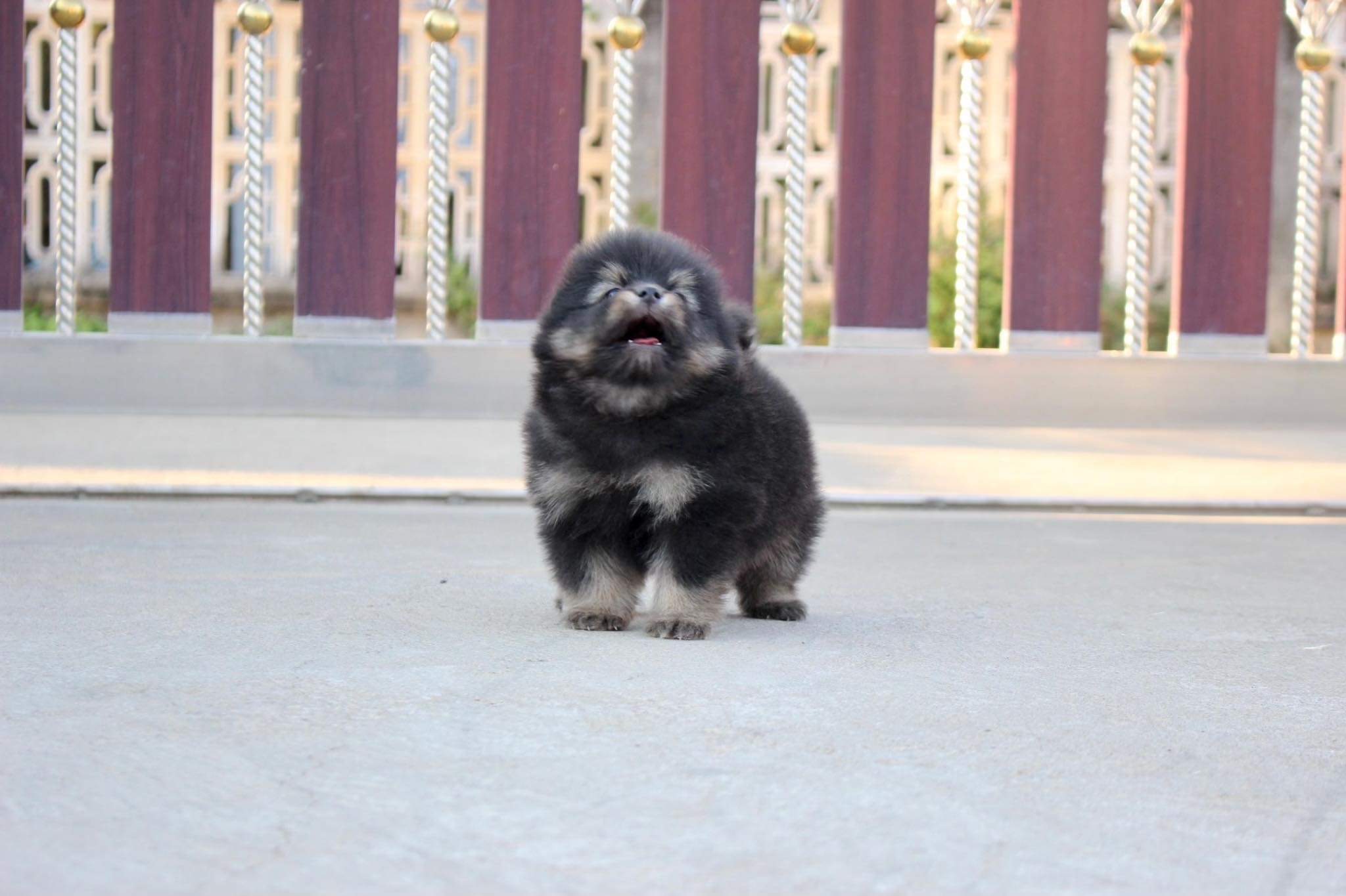 ปอมเมอเรเนียน เพศผู้ แบล็คแทน