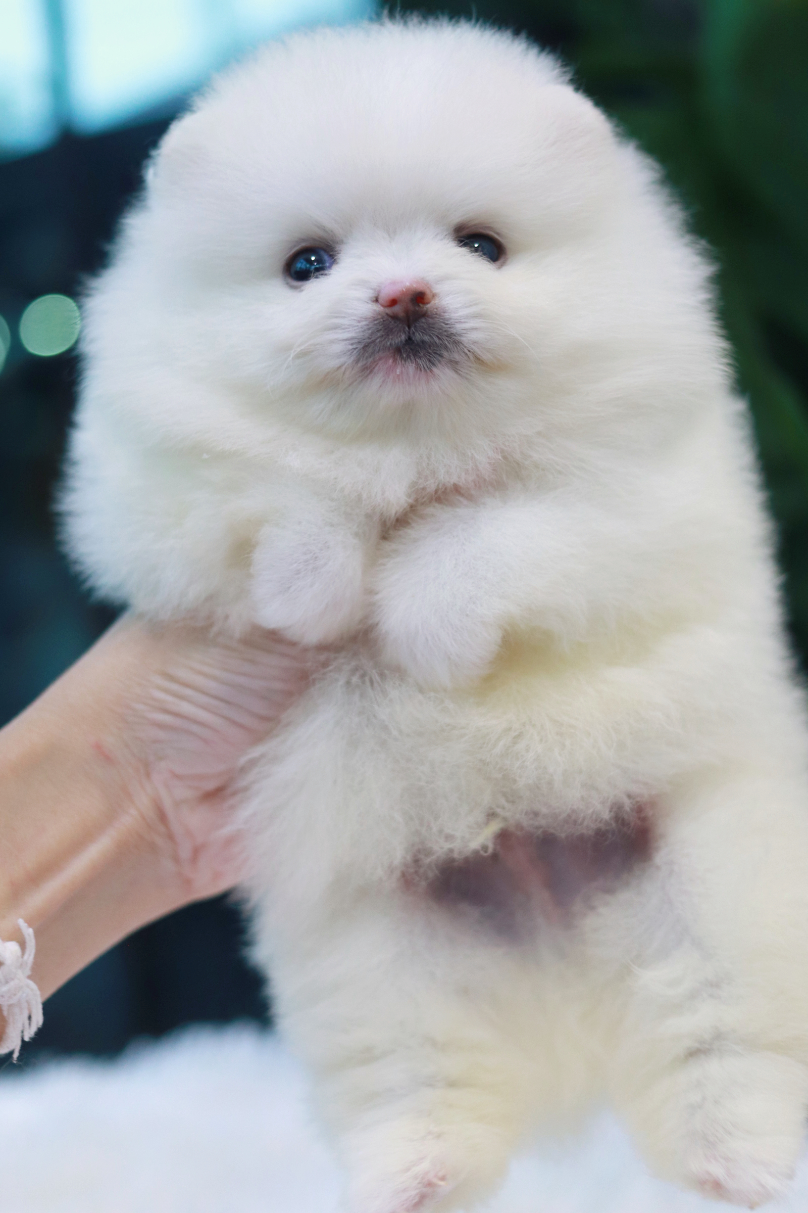 ปอมเมอเรเนียน เพศผู้สีขาว ไซส์เล็ก