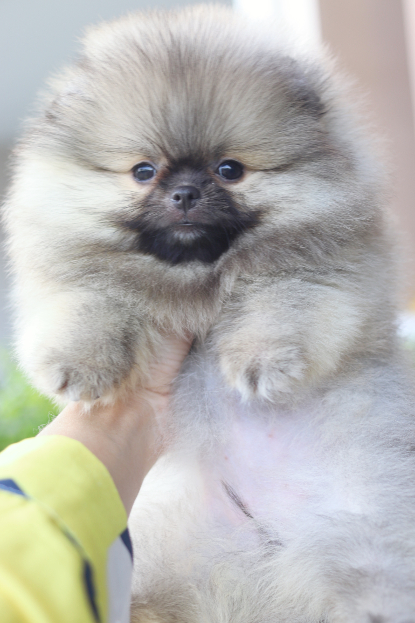 ปอมเมอเรเนียน เพศเมียสีส้ม ไซส์เล็ก