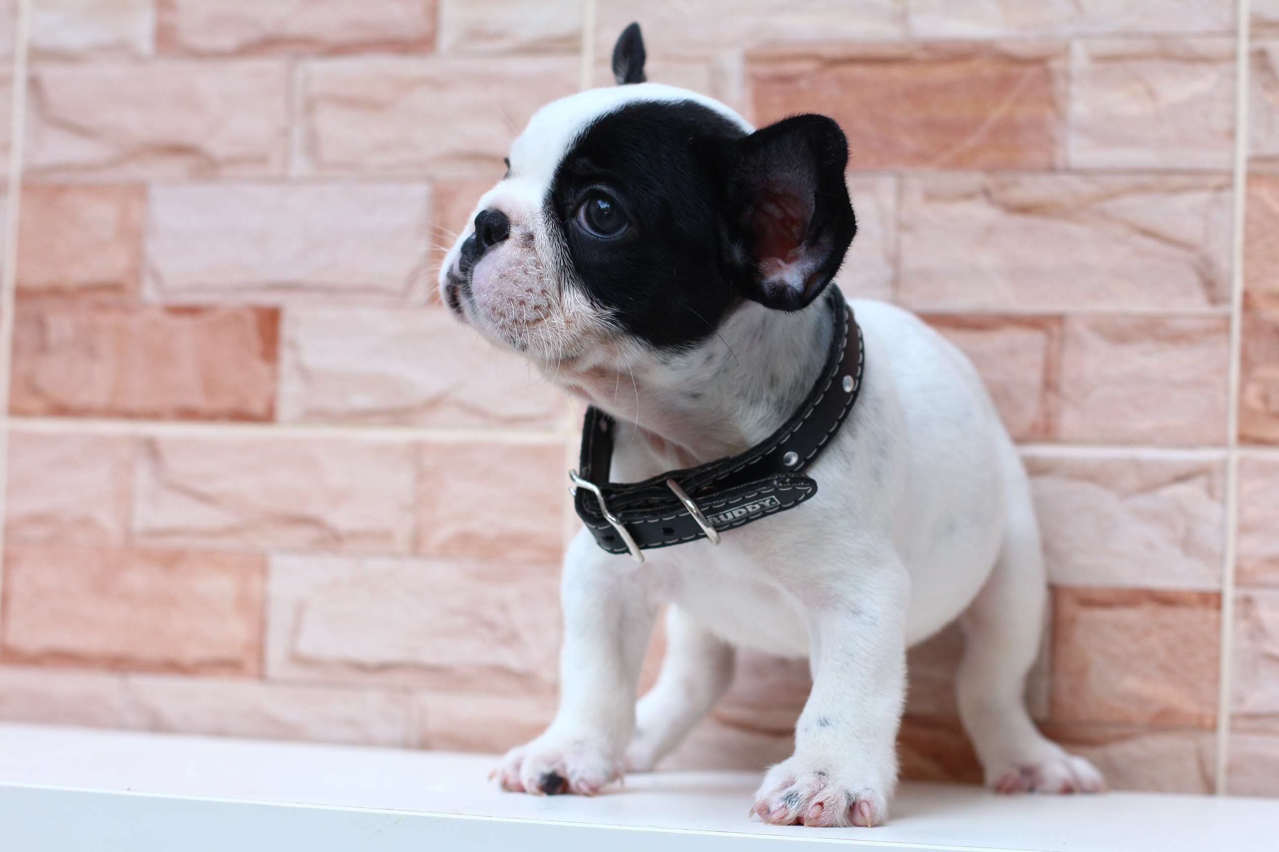 เฟรนช์บูลด็อก หน้าตาเท่ห์ๆ มาร์คกิ้งหน้ากาก