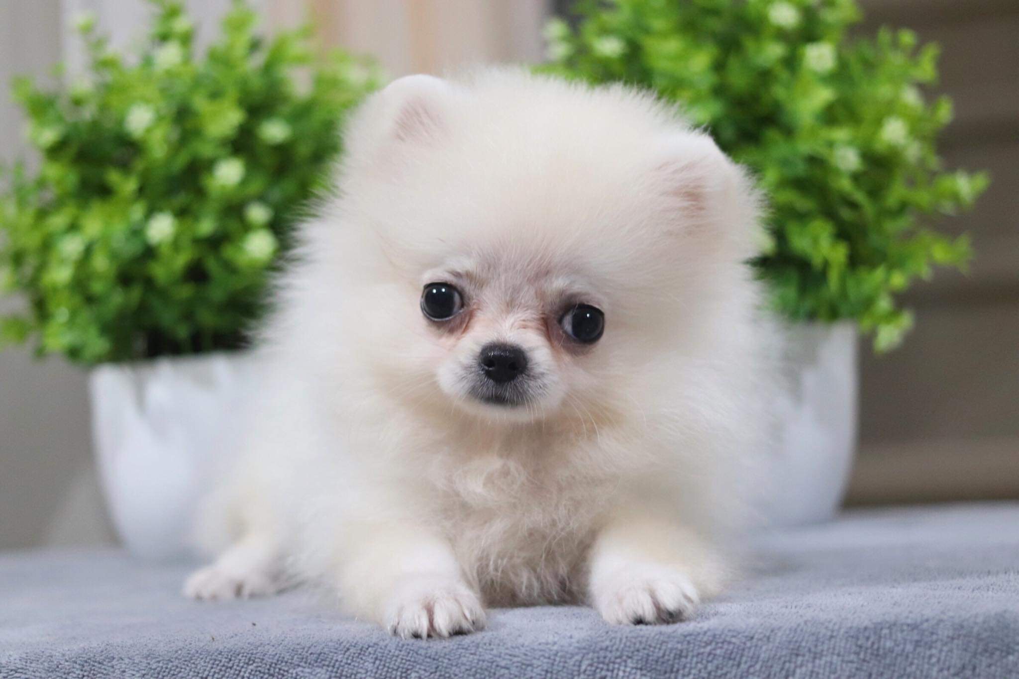 ปอมเมอเรเนียน เพศเมีย