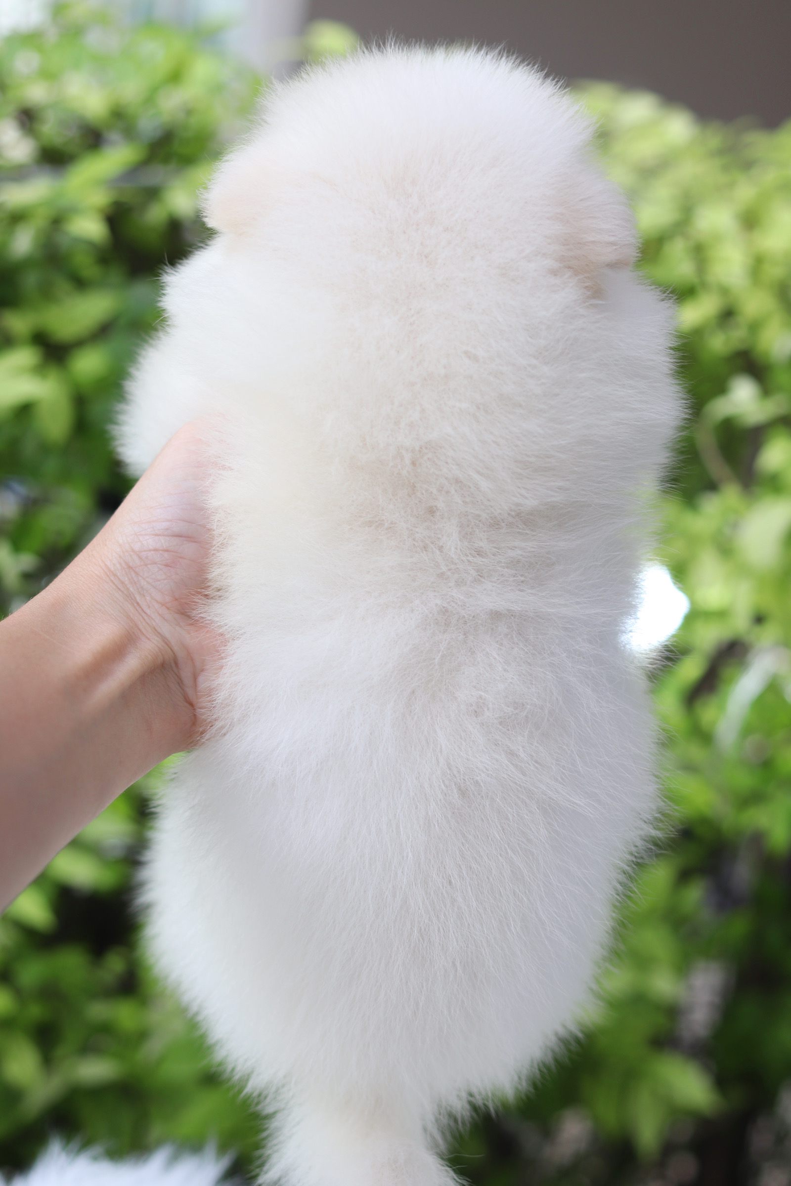 ปอมเมอเรเนียน เพศเมียสีขาวครีม