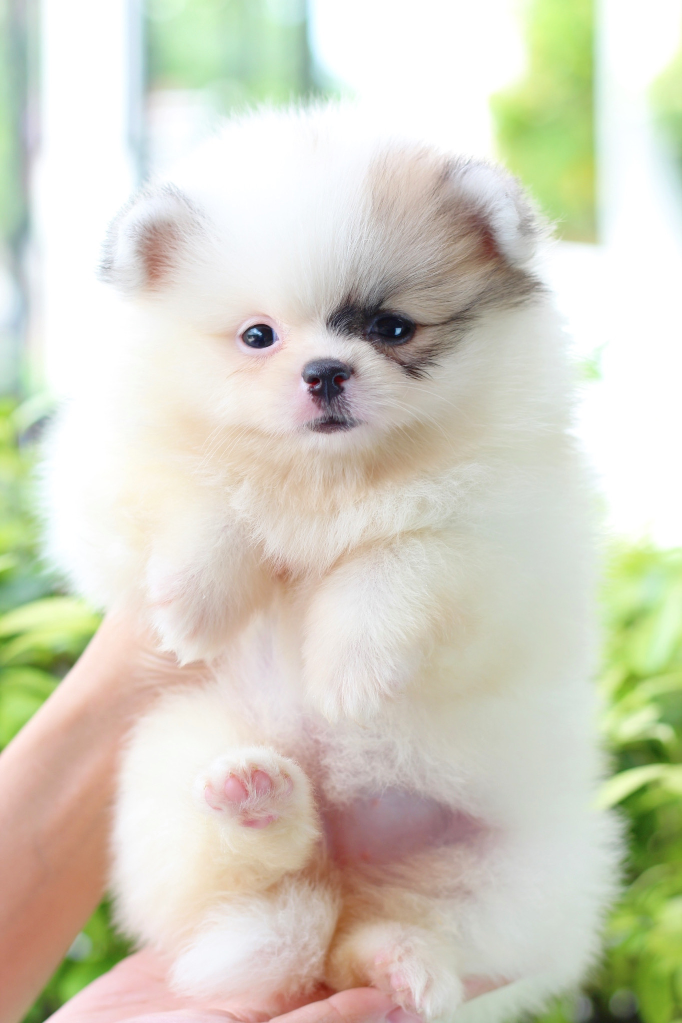 ปอมเมอเรเนียน เพศเมียสีแฟนซี