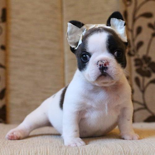 น้องไข่เจียว เฟรนช์บูลด็อก ขาวดำ อ้วนๆน่ารัก