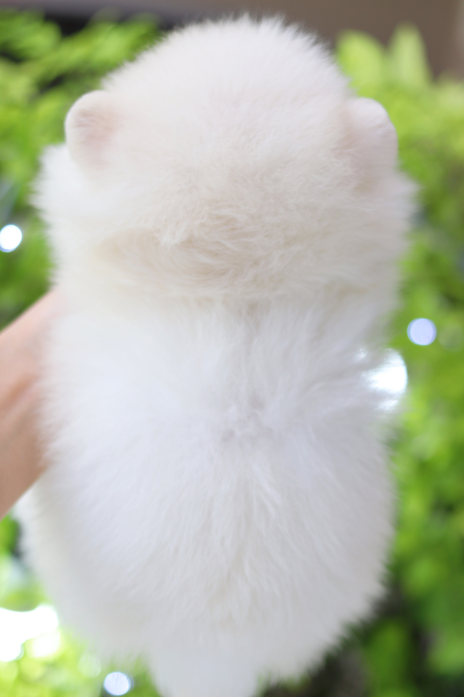 ปอมเมอเรเนียน เพศผู้ สีขาวครีมเกรดโชว์