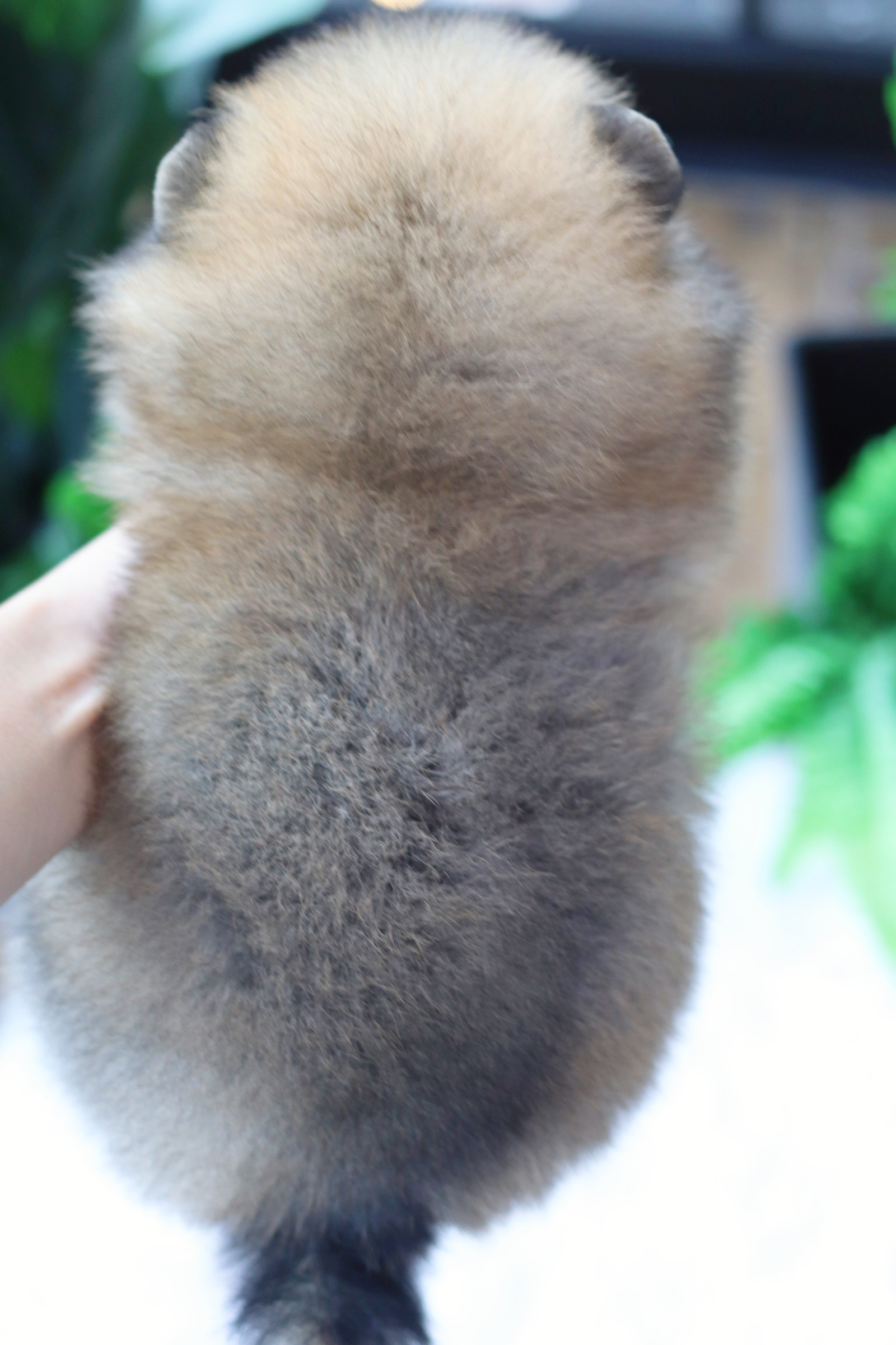 ปอมเมอเรเนียน เพศเมียสีส้ม