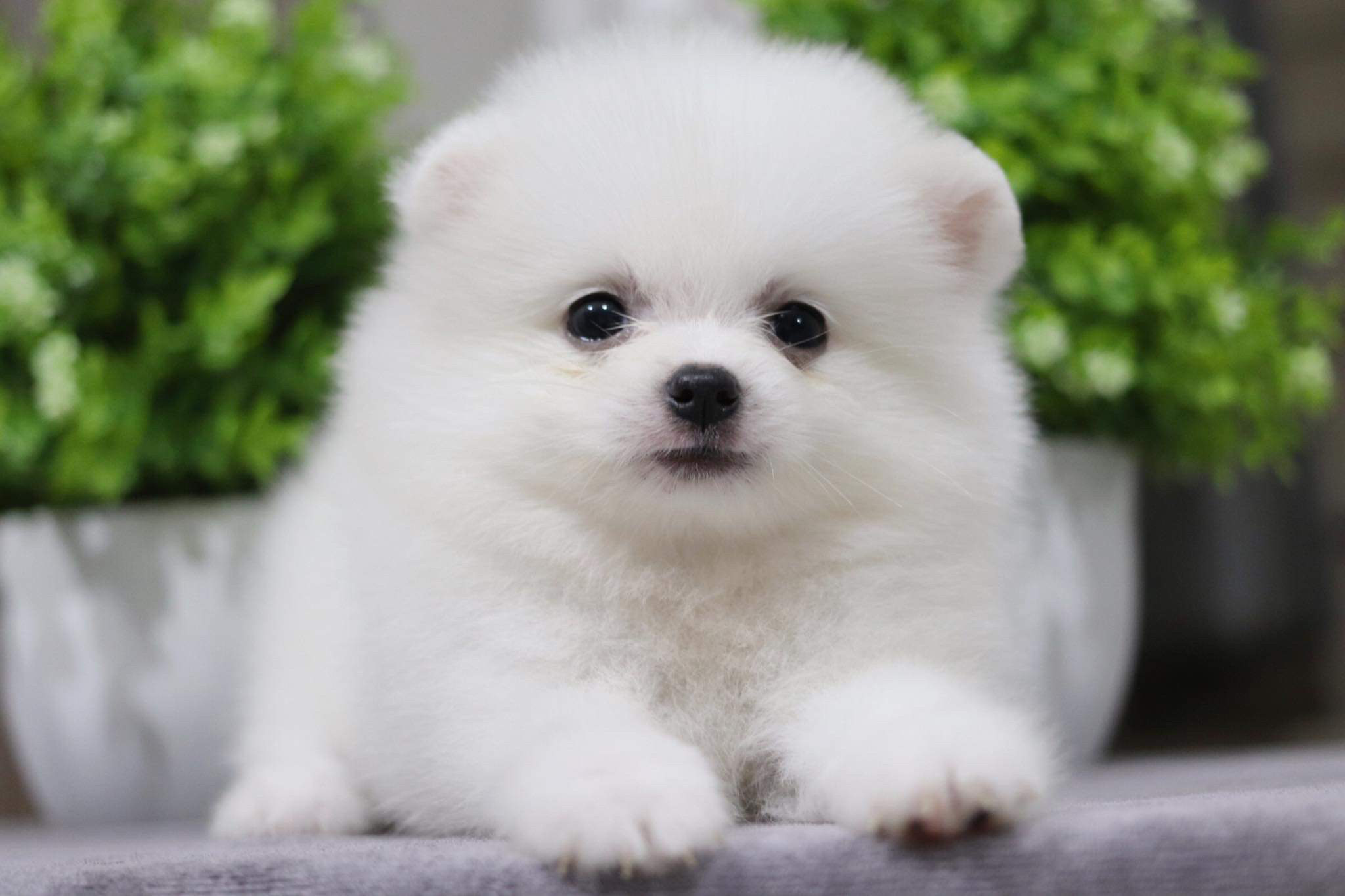 ปอมเมอเรเนียน เพศผู้