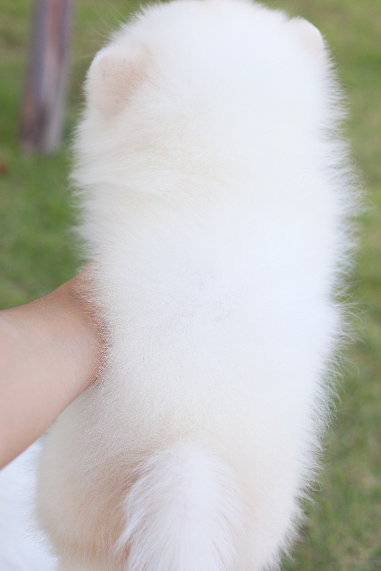 ปอมเมอเรเนียน เพศผู้ สีขาวครีม ไซส์เล็ก