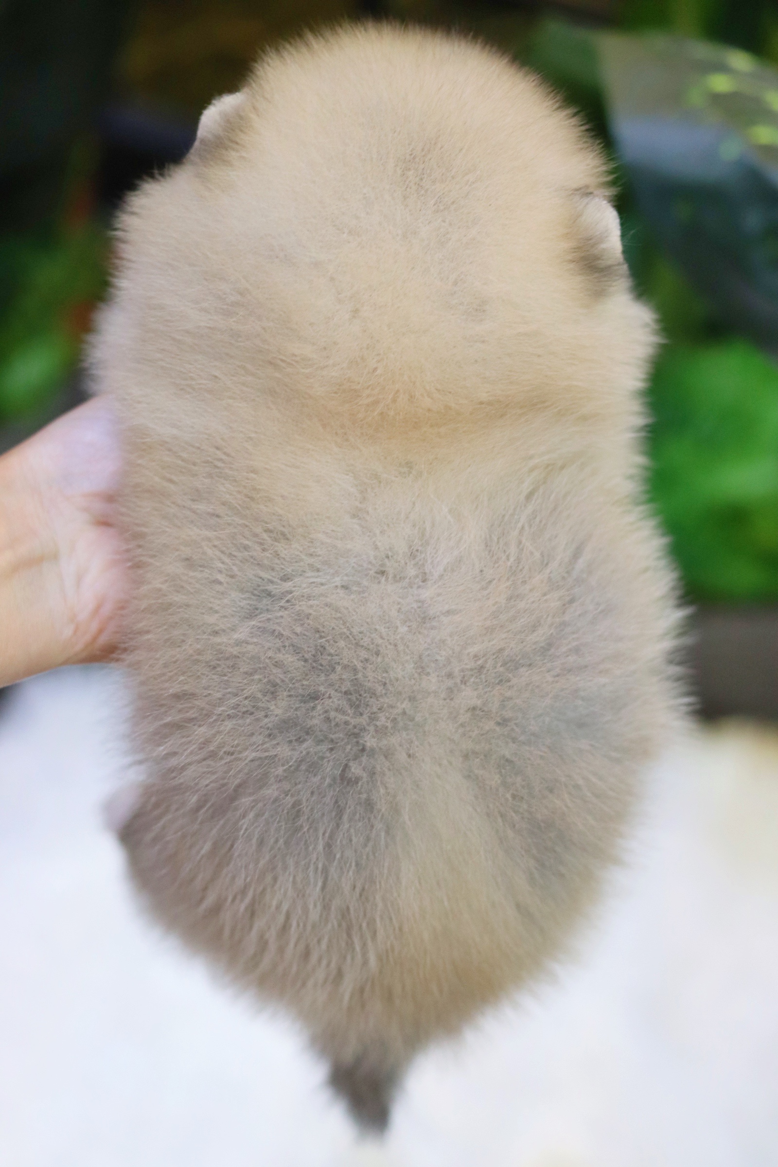 ปอมเมอเรเนียน เพศเมีย สีส้ม