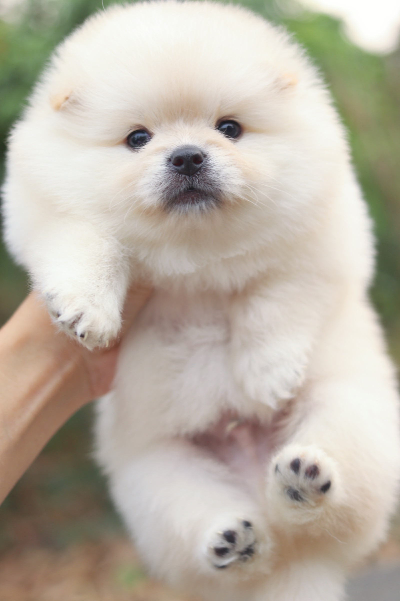 ปอมเมอเรเนียน เพศผู้ สีขาวครีม