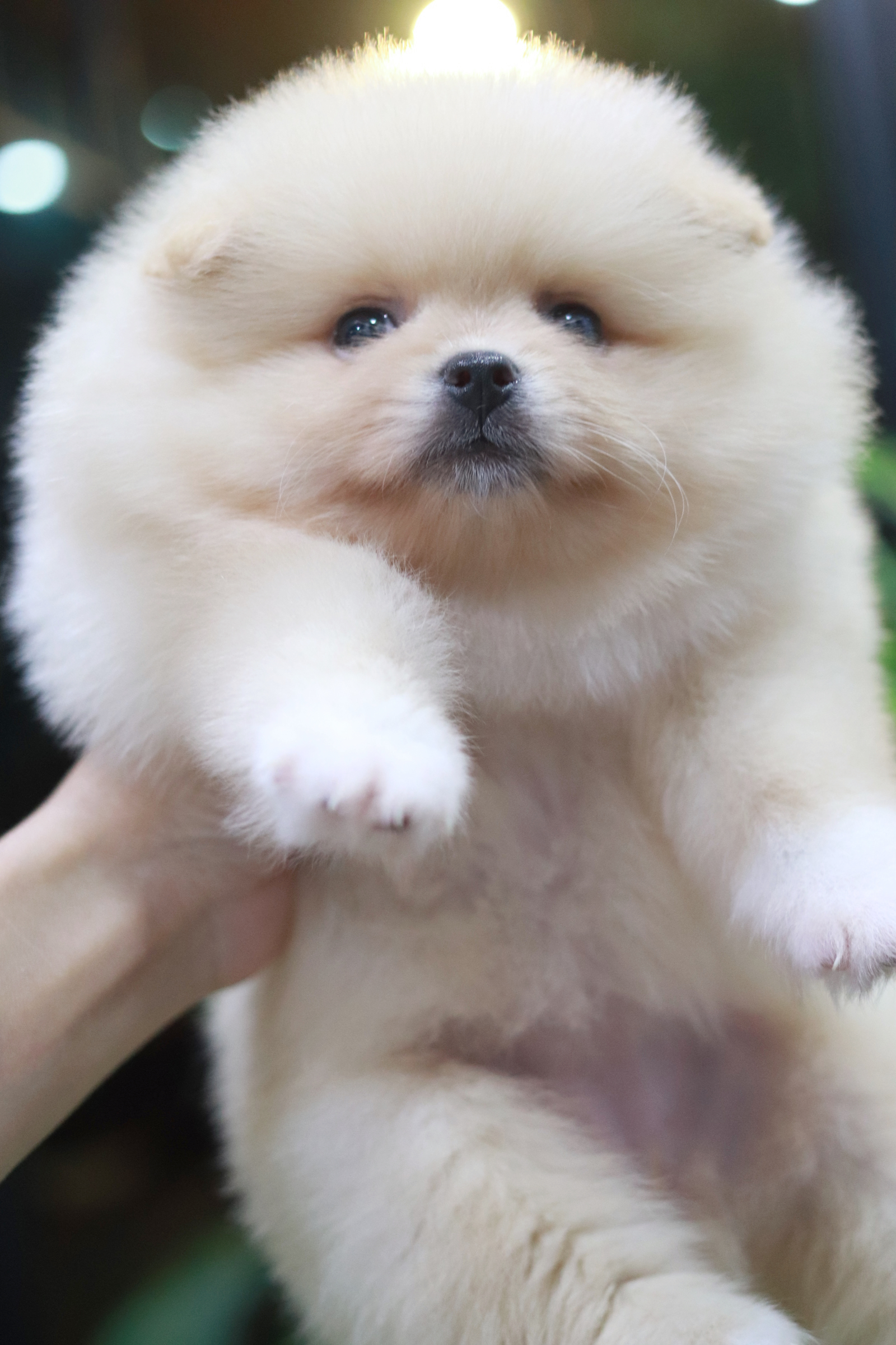 ปอมเมอเรเนียน เพศเมียสีครีม ขาแน่นๆ