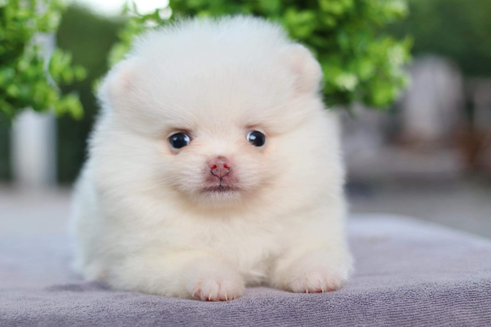 ปอมเมอเรเนียน เพศเมีย