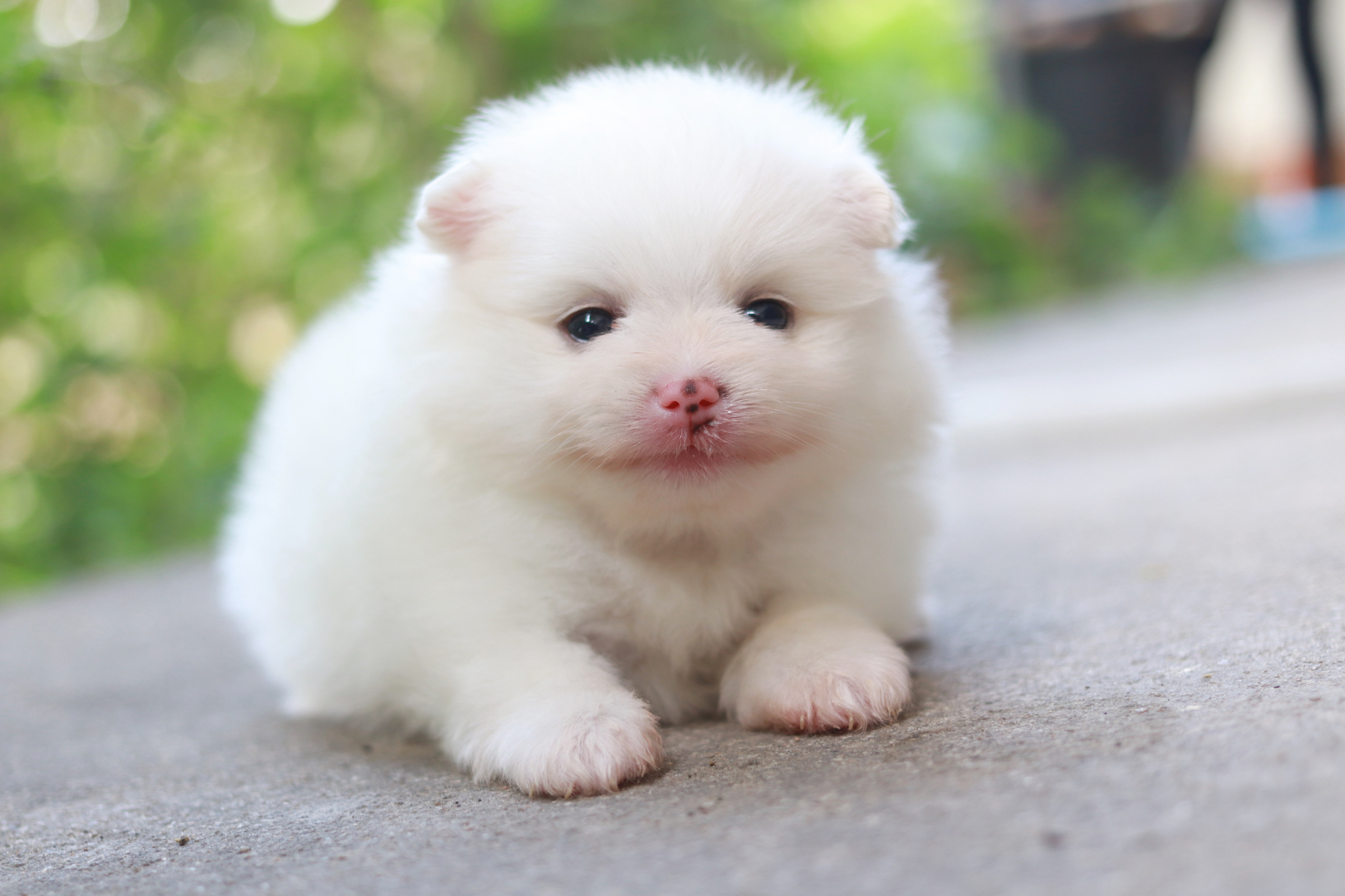 ปอมเมอเรเนียน เพศเมียขาว