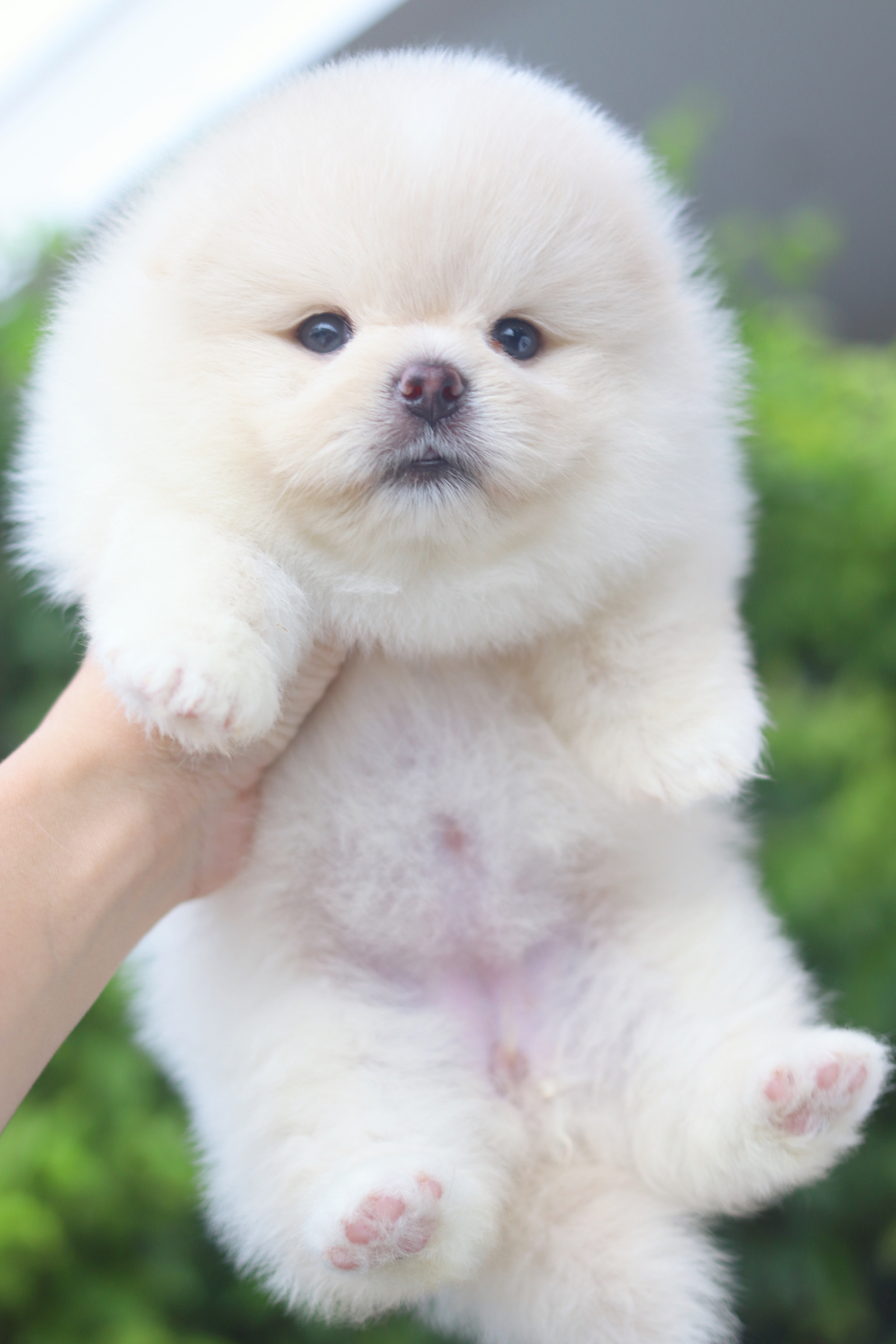 ปอมเมอเรเนียน เพศเมียสีขาวครีมเกรดโชว์