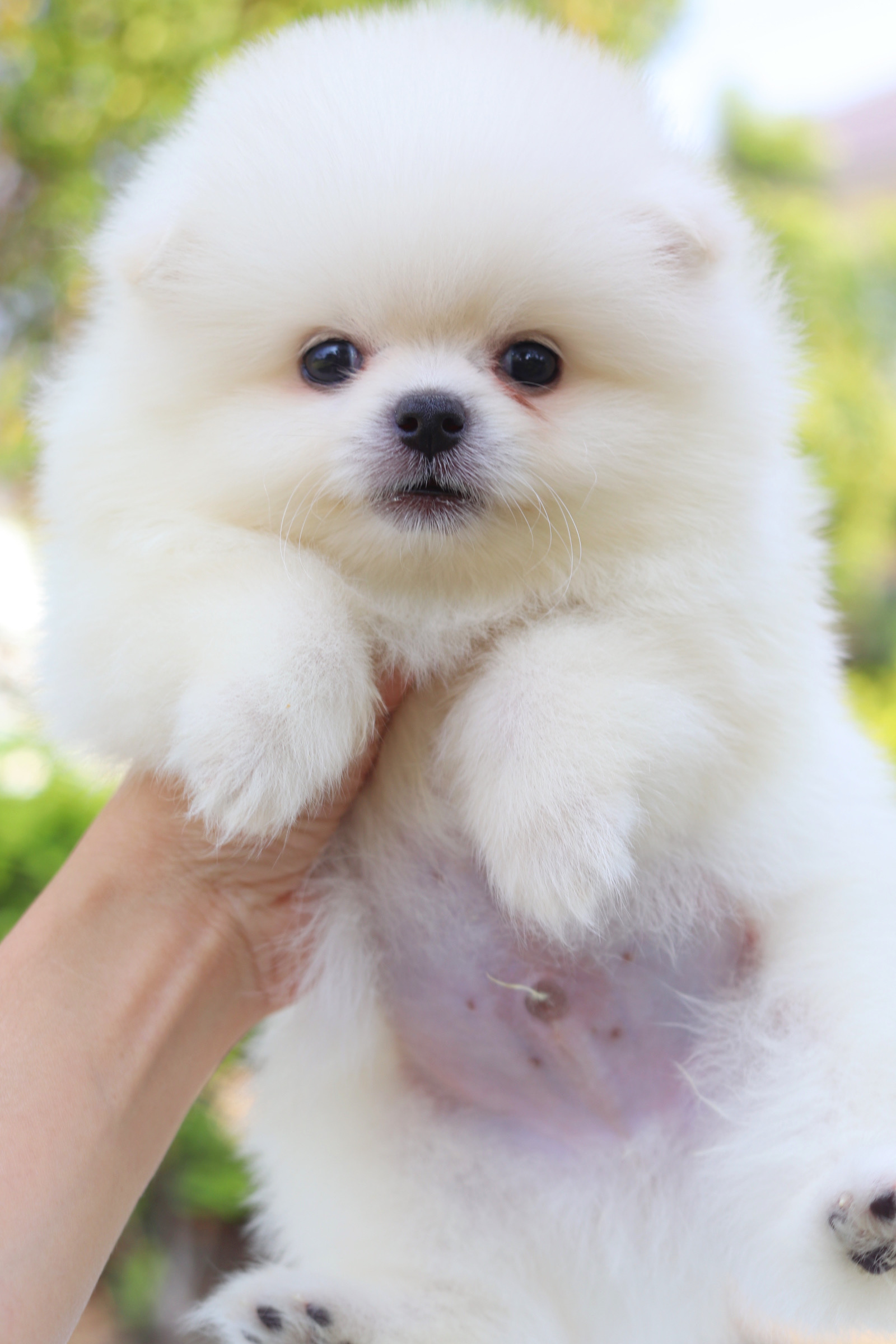 ปอมเมอเรเนียน เพศผู้สีขาวครีม