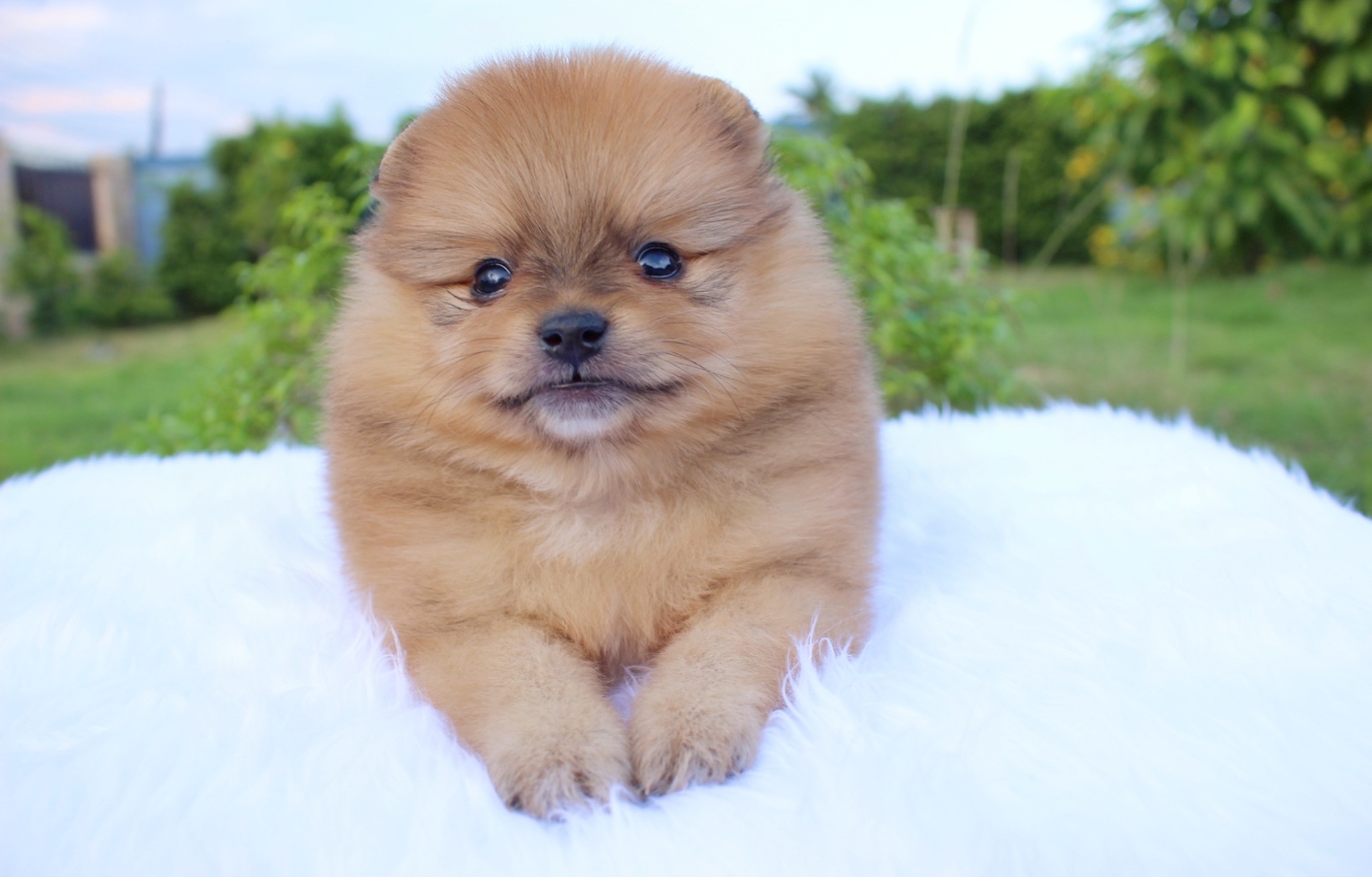 ปอมเมอเรเนียน เพศผู้ สีส้ม