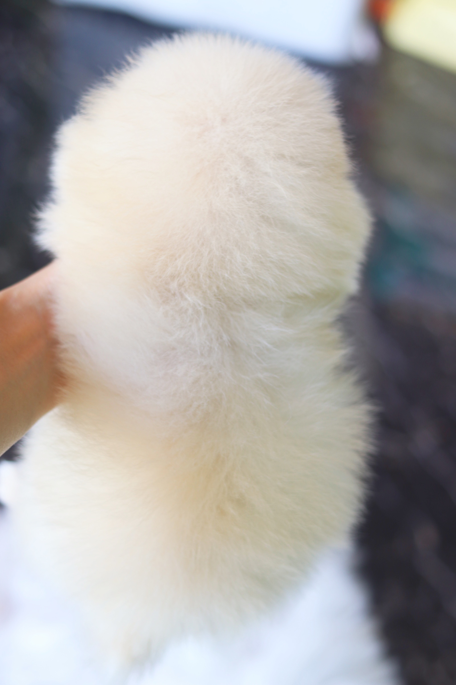 ปอมเมอเรเนียน เพศเมียสีครีม