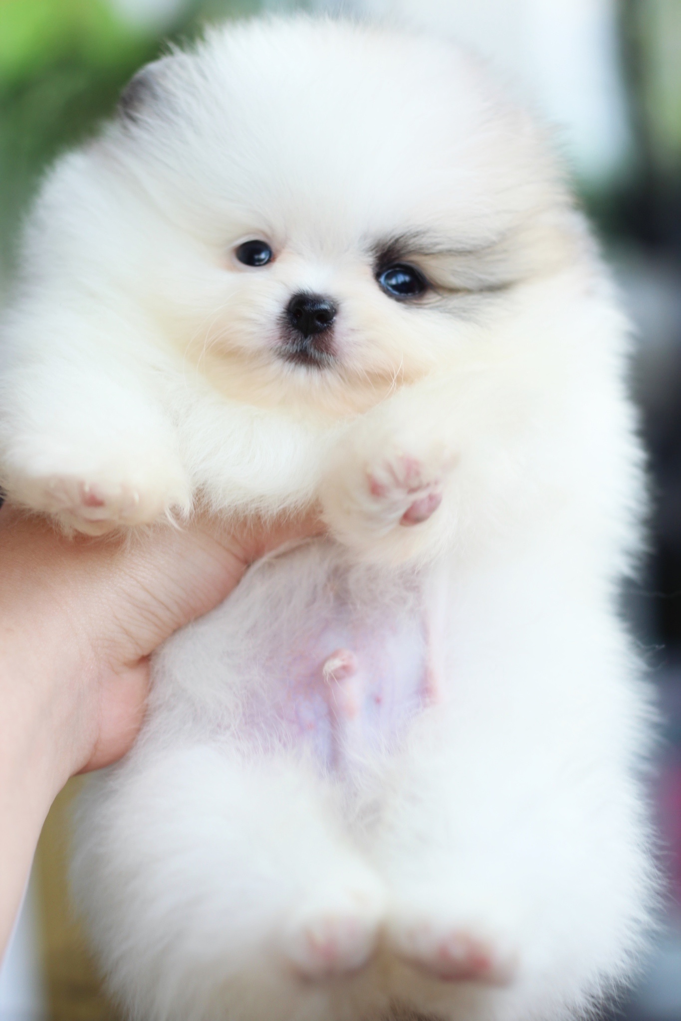 ปอมเมอเรเนียน เพศผู้ สีแฟนซีเกรดโชว์