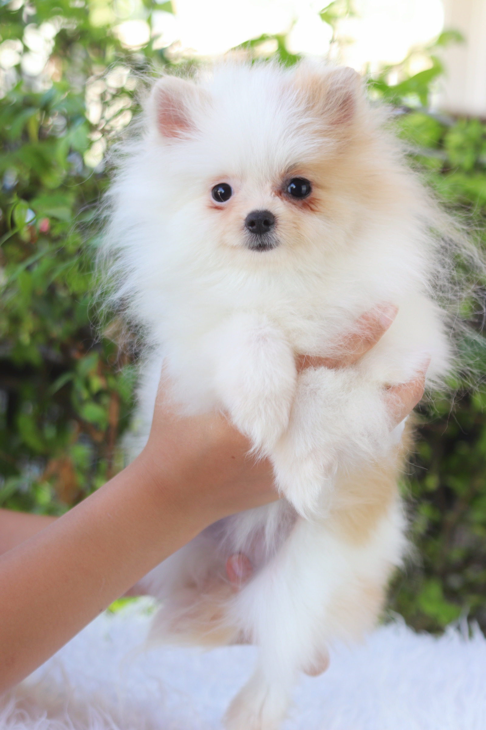 ปอมเมอเรเนียน เพศเมียสีแฟนซี