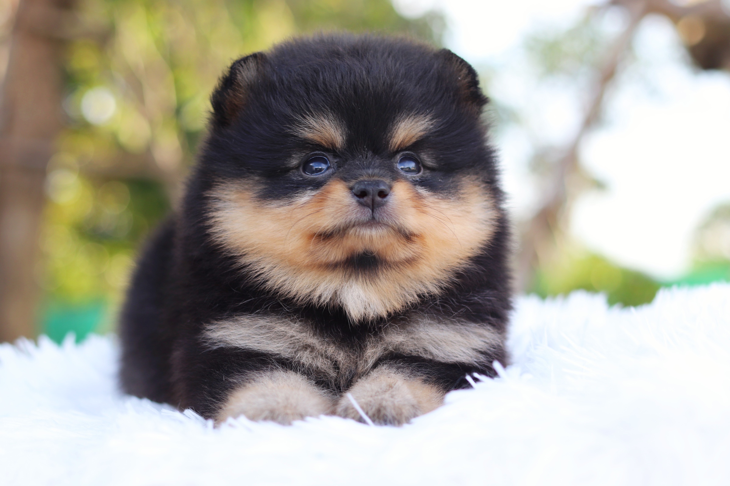 ปอมเมอเรเนียน เพศเมียสี แบล็คแทน