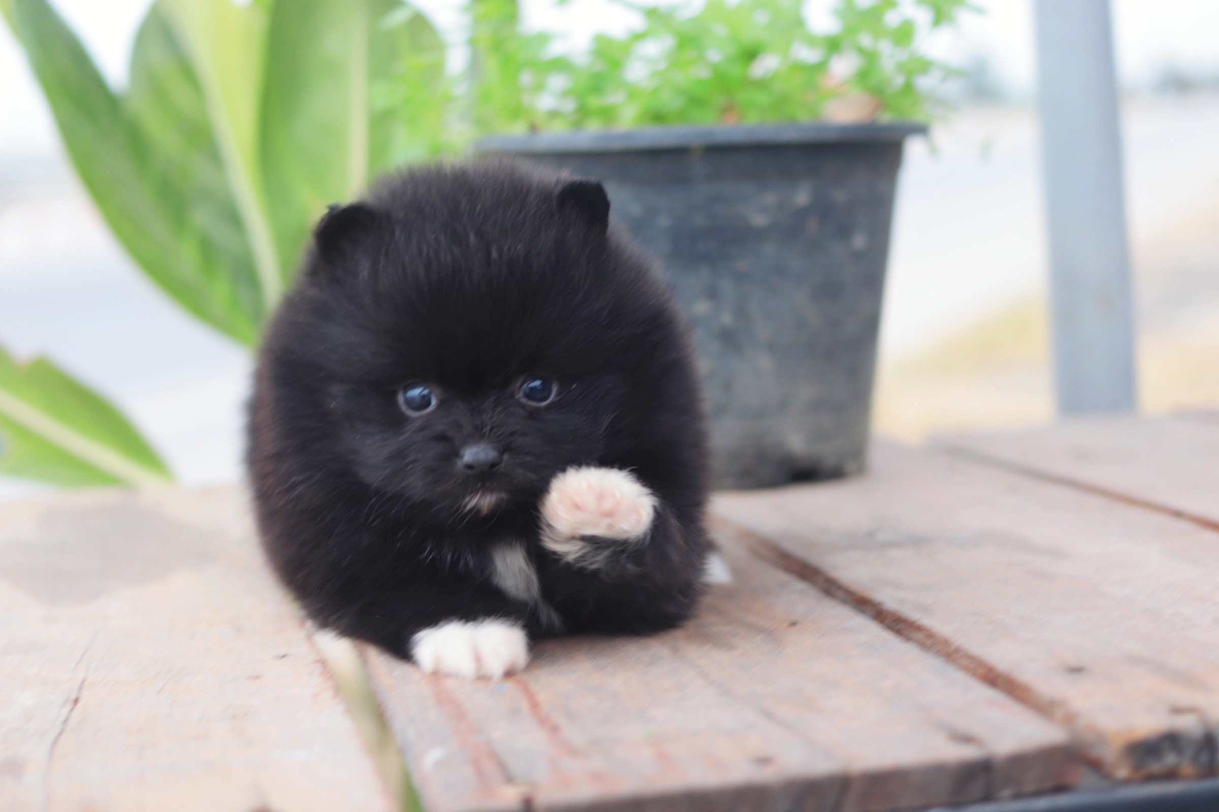 ปอมเมอเรเนียน เพศผู้ สีดำ