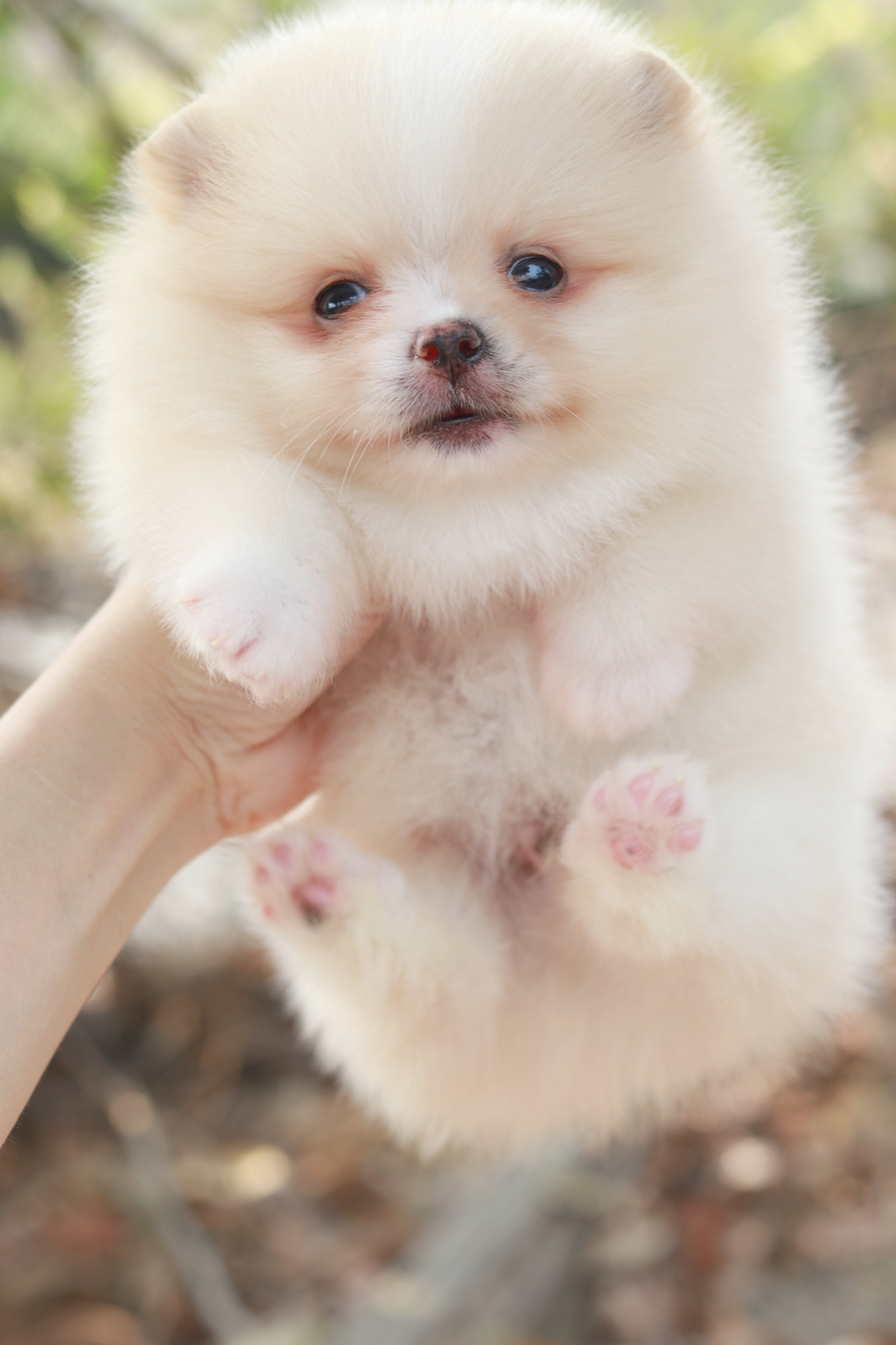 ปอมเมอเรเนียน เพศผู้