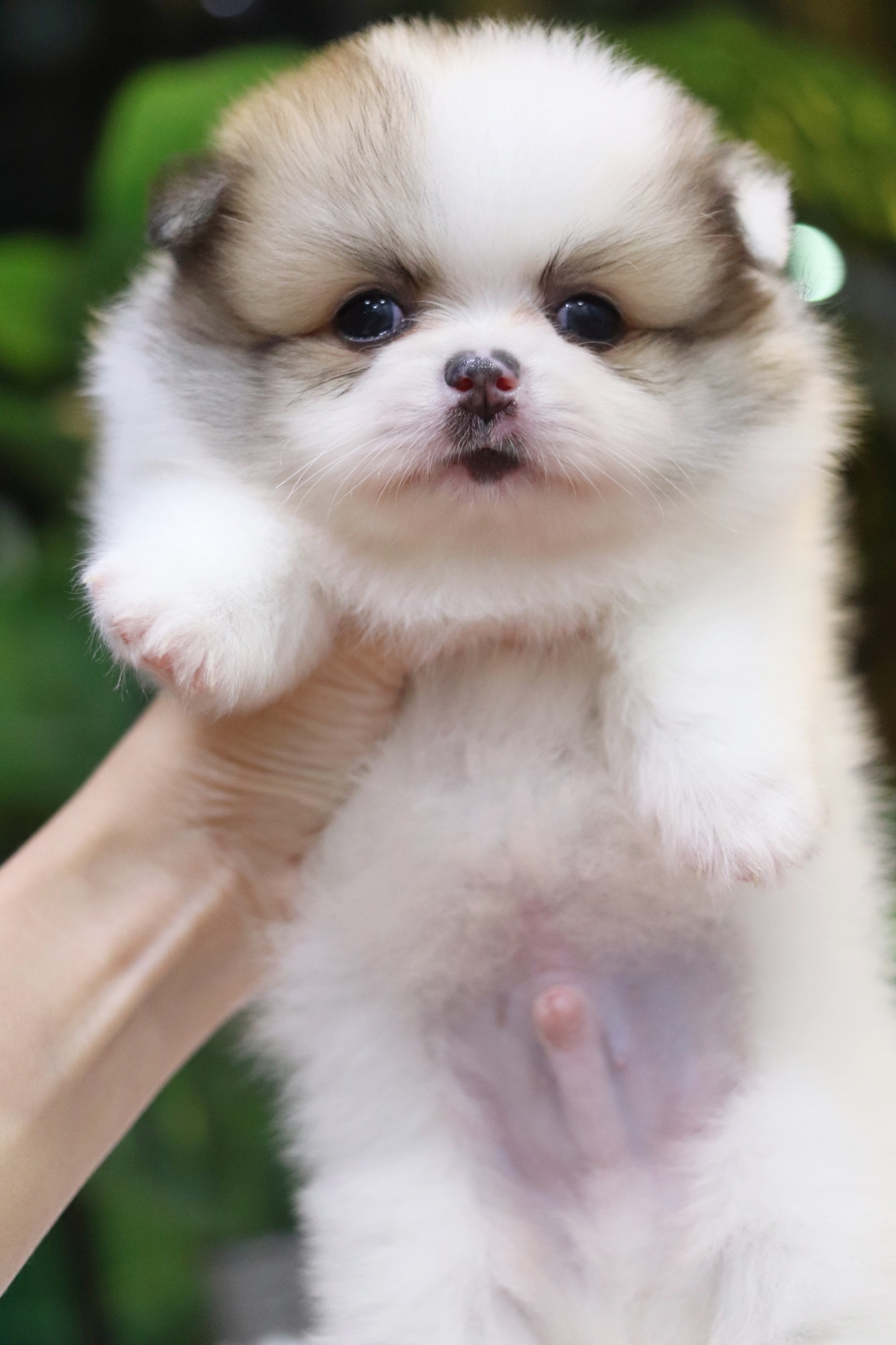 ปอมเมอเรเนียน เพศผู้แฟนซี