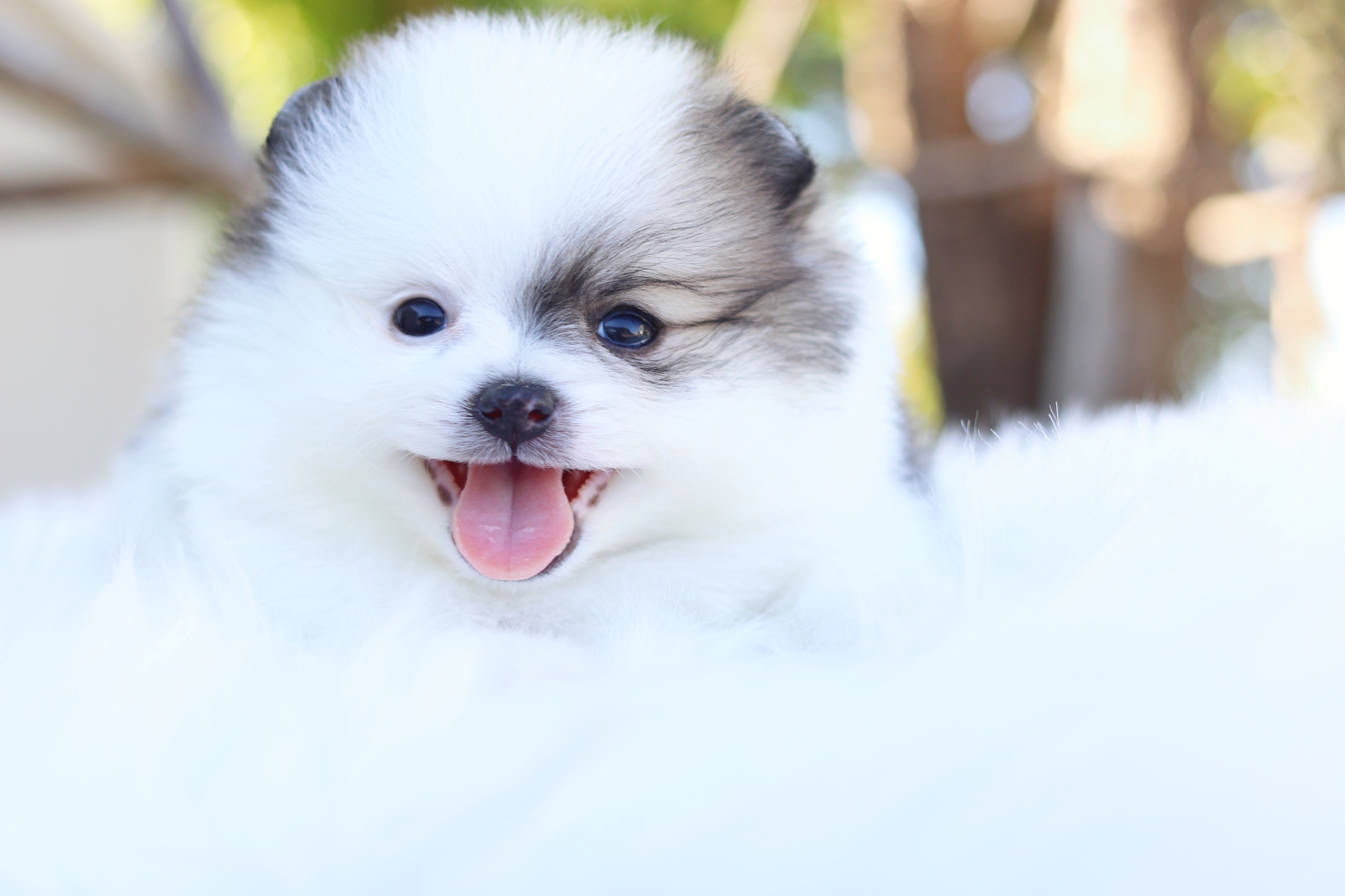 ปอมเมอเรเนียน เพศผู้ สีแฟนซี