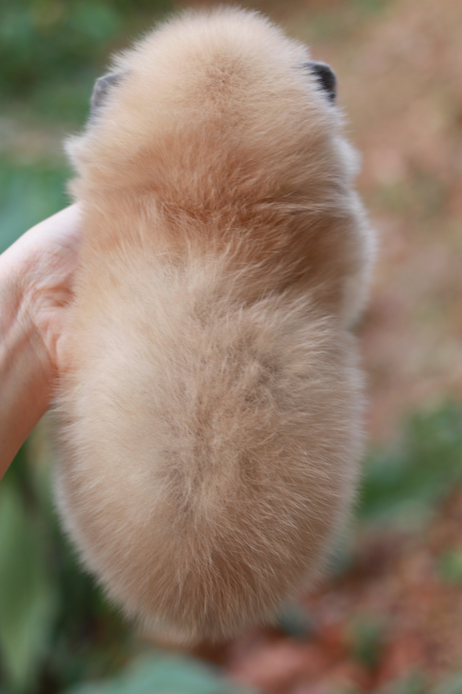 ปอมเมอเรเนียน เพศเมีย