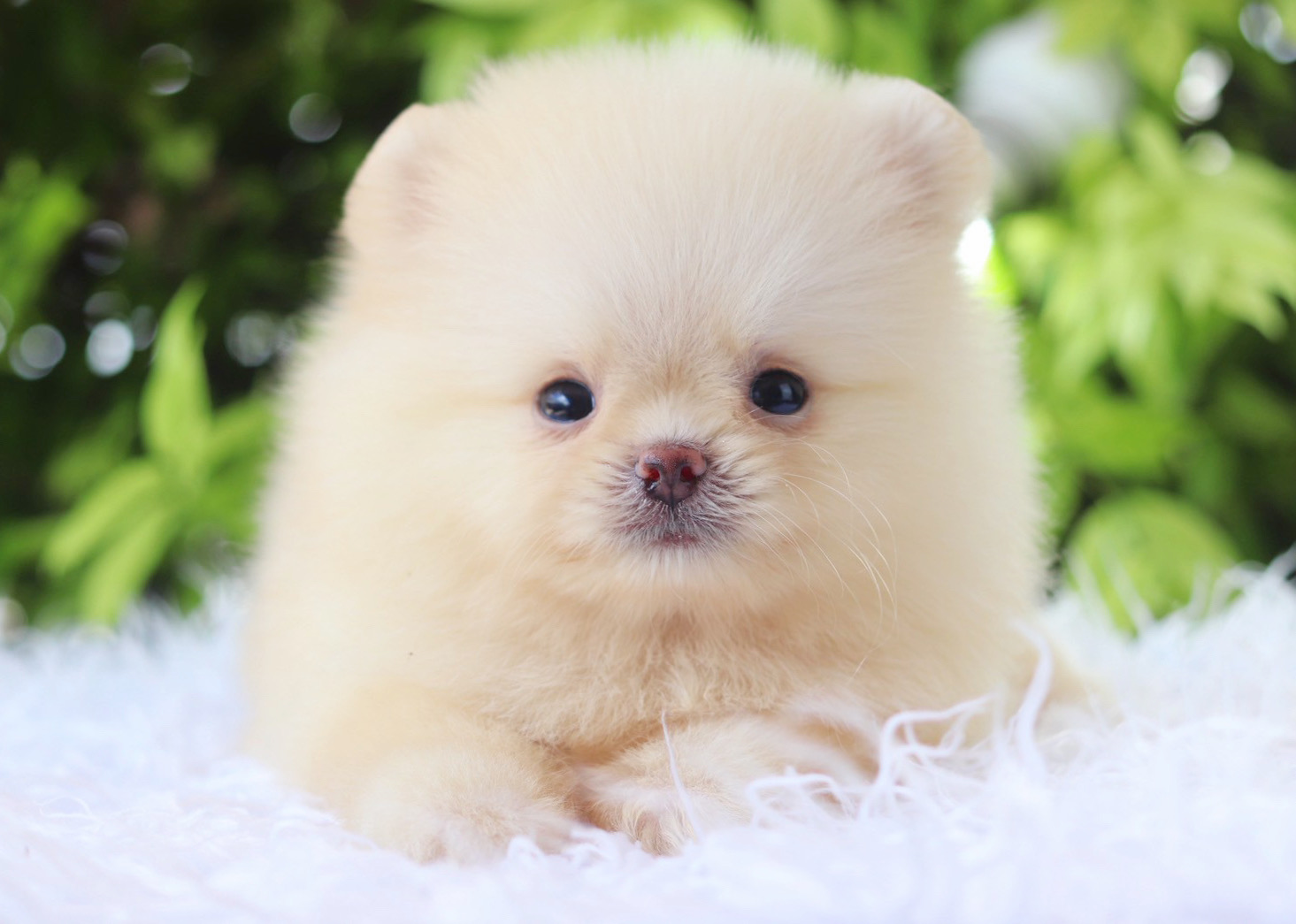 ปอมเมอเรเนียน เพศผู้สีครีม