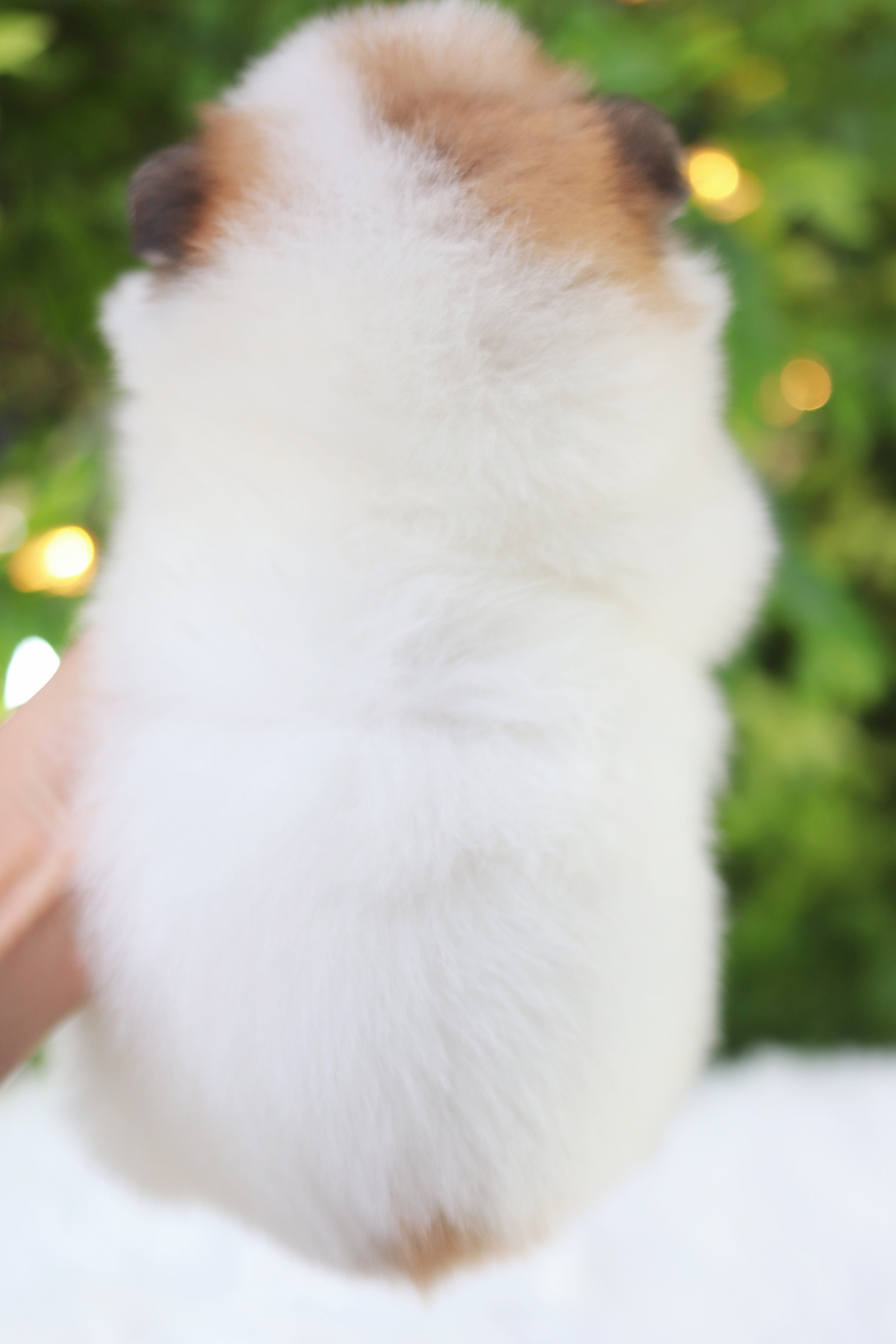 ปอมเมอเรเนียน เพศเมียสีแฟนซี