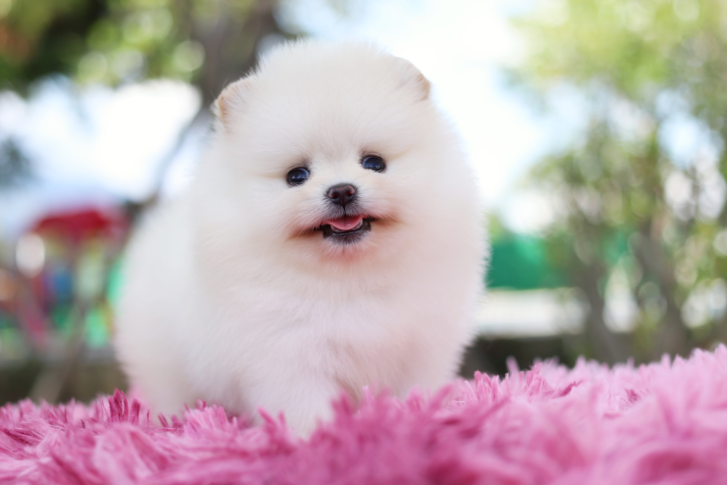 ปอมเมอเรเนียน เพศเมีย เกรดโชว์