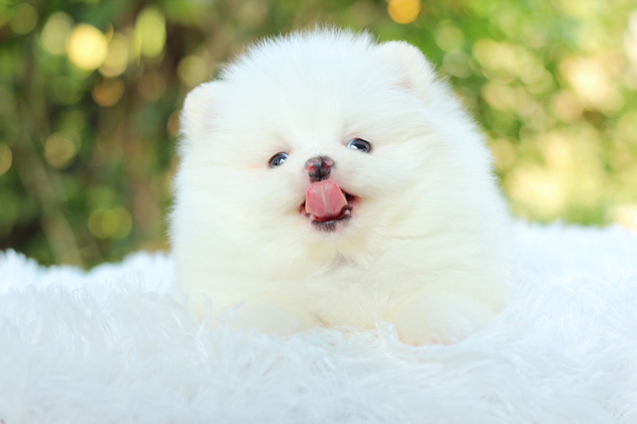 ปอมเมอเรเนียน เพศผู้ ขาวครีม