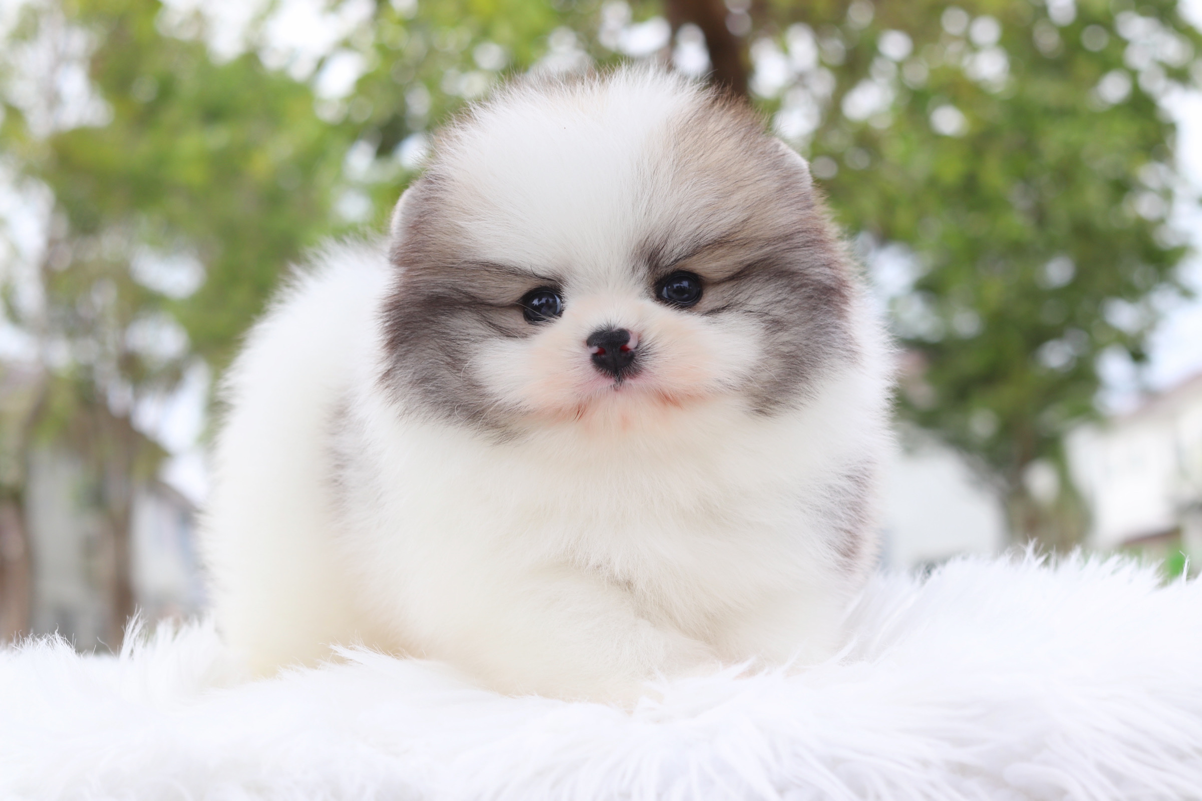 ปอมเมอเรเนียน เพศผู้ สีแฟนซี เกรดโชว์