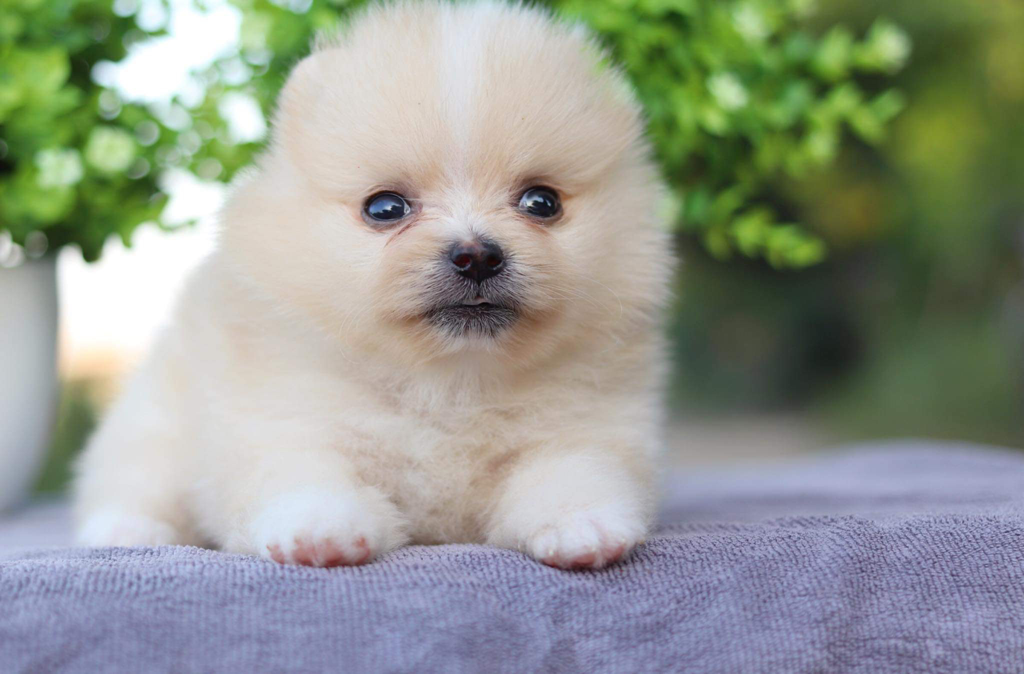 ปอมเมอเรเนียน เพศเมีย