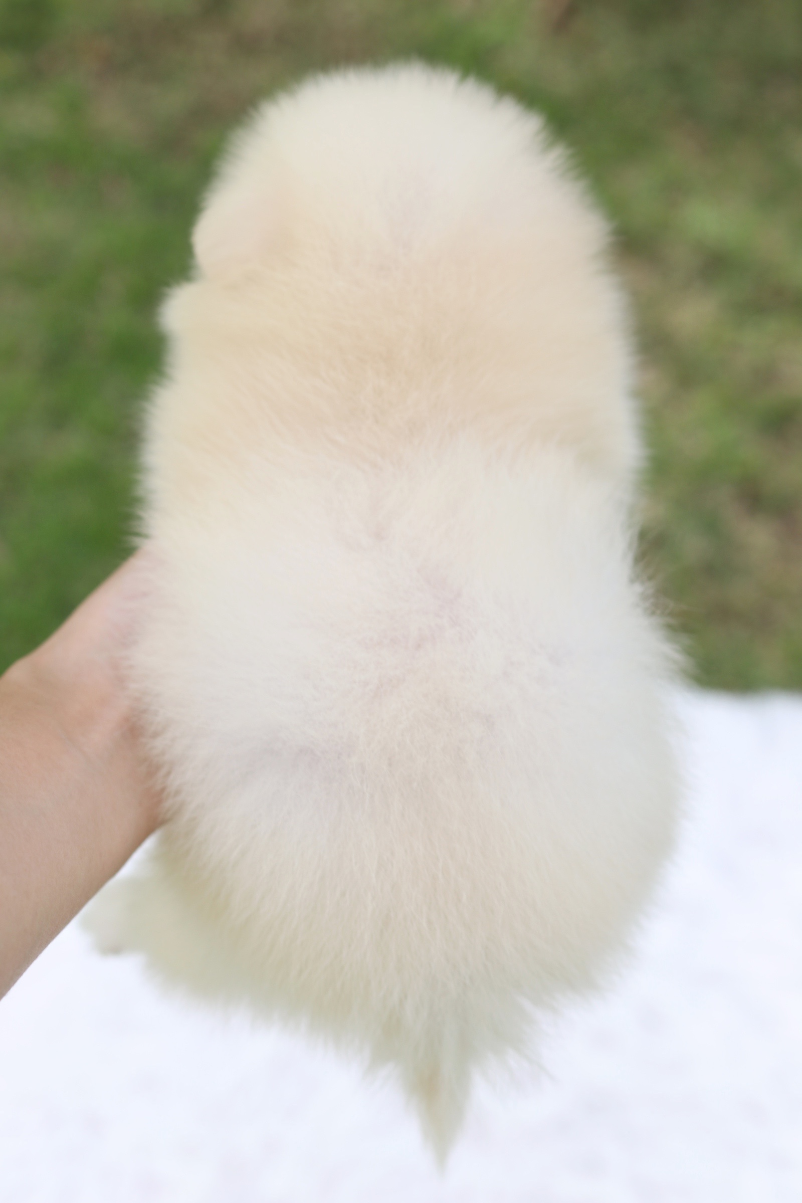 ปอมเมอเรเนียน เพศเมีย สีขาวครีม