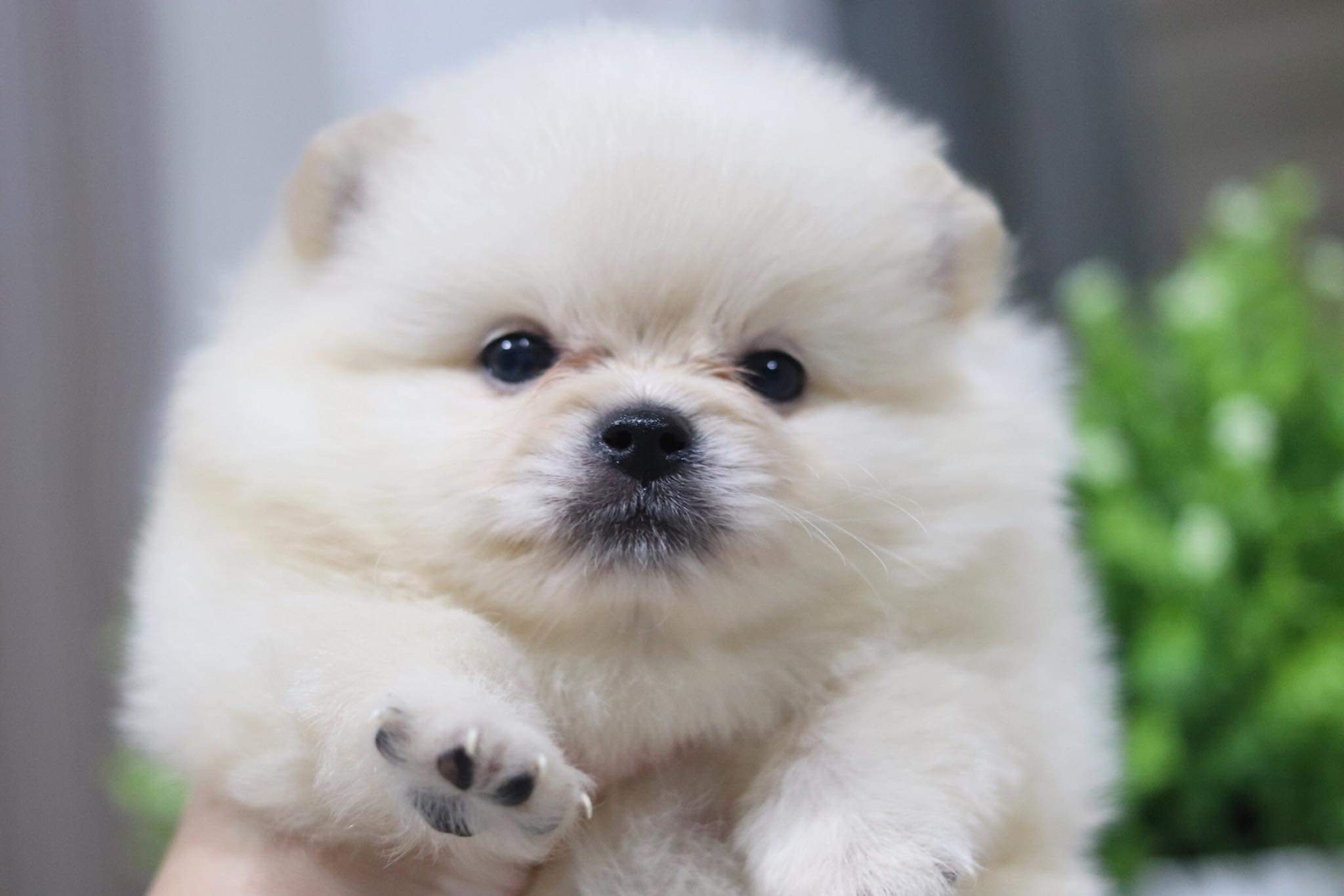 ปอมเมอเรเนียน เพศผู้