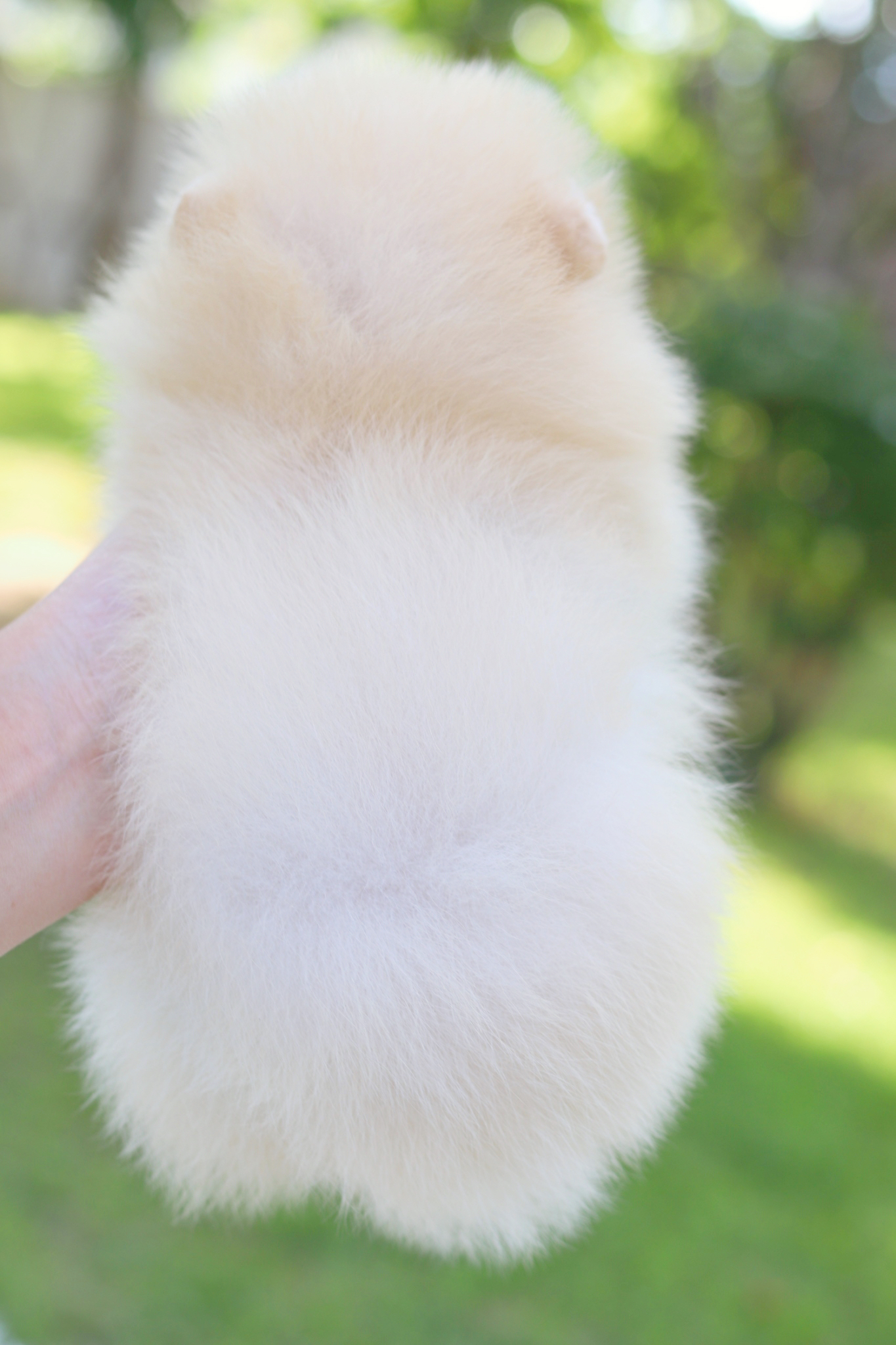 ปอมเมอเรเนียน เพศเมียสีขาวครีม