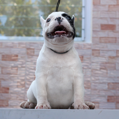 เฟรนช์บูลด็อก ตัวผู้หน้าตาน่ารัก