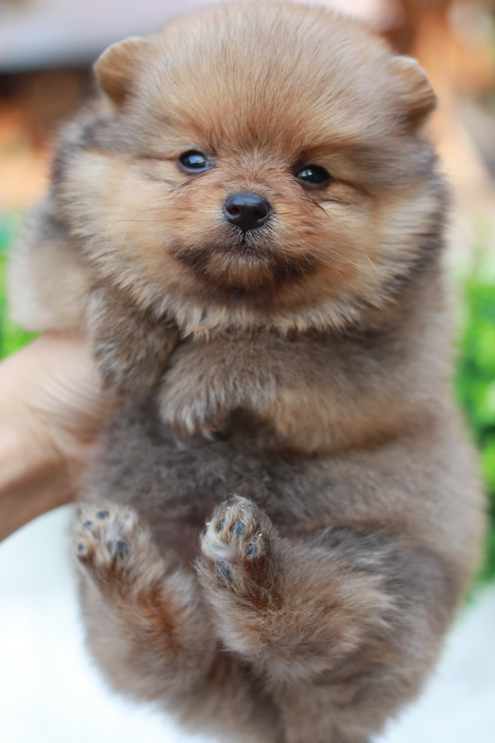 ปอมเมอเรเนียน เพศผู้