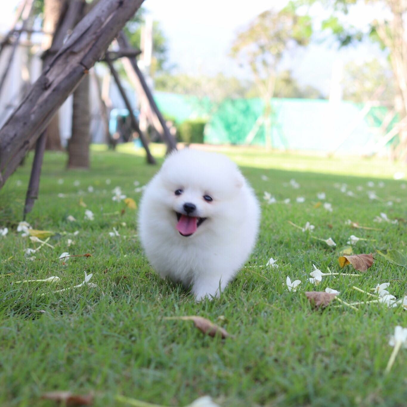 ปอมเมอเรเนียน เพศเมีย