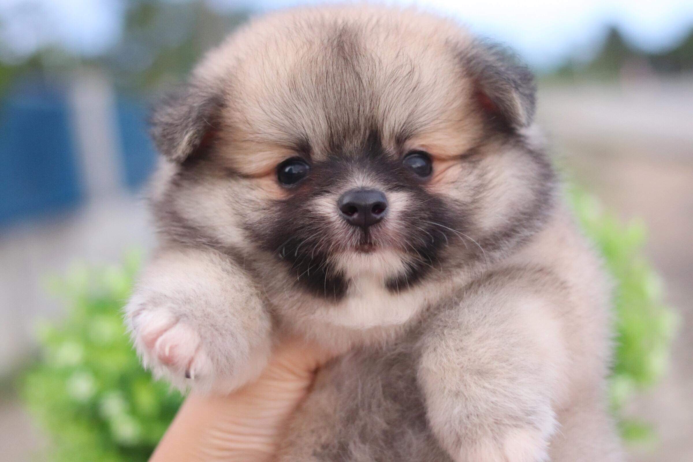 ปอมเมอเรเนียน เพศเมีย