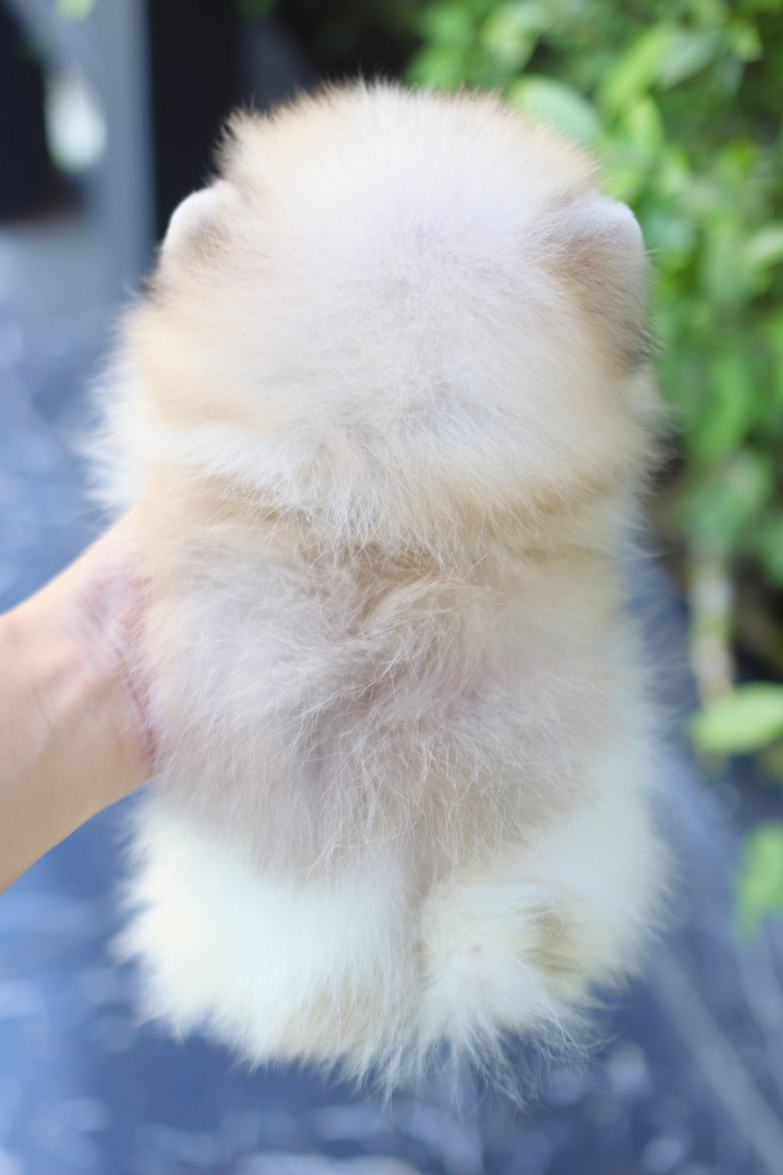 ปอมเมอเรเนียน เพศเมียสีแฟนซี